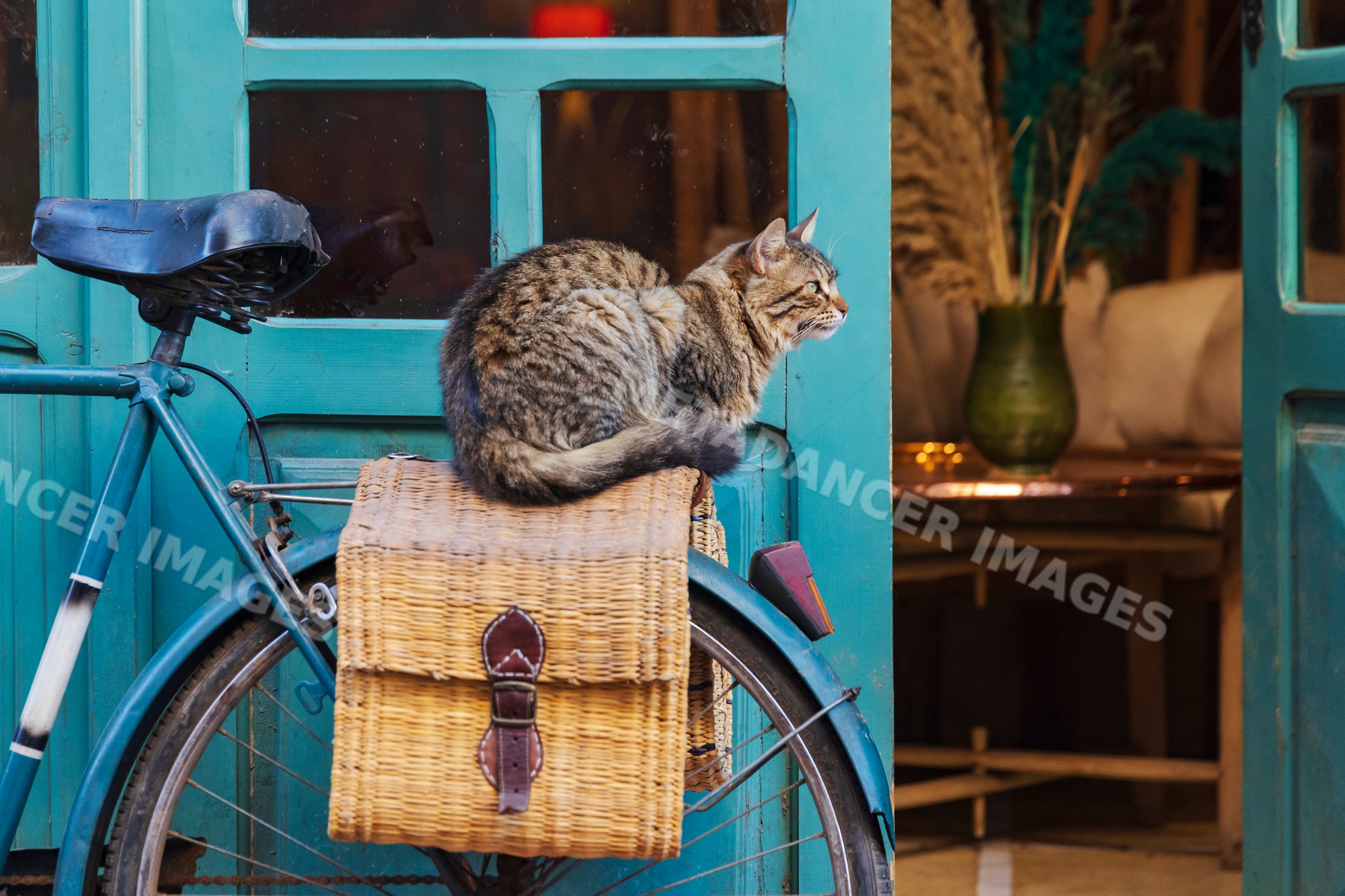 Cat resting on bicycle basket outside green door