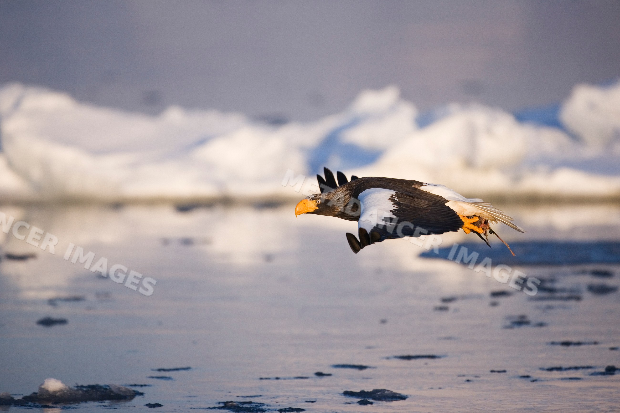 Steller's sea eagle flying over icy nemuro channel Japan