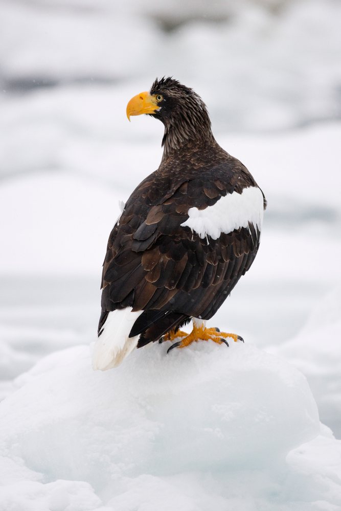 Steller's sea eagle perched on snow japan