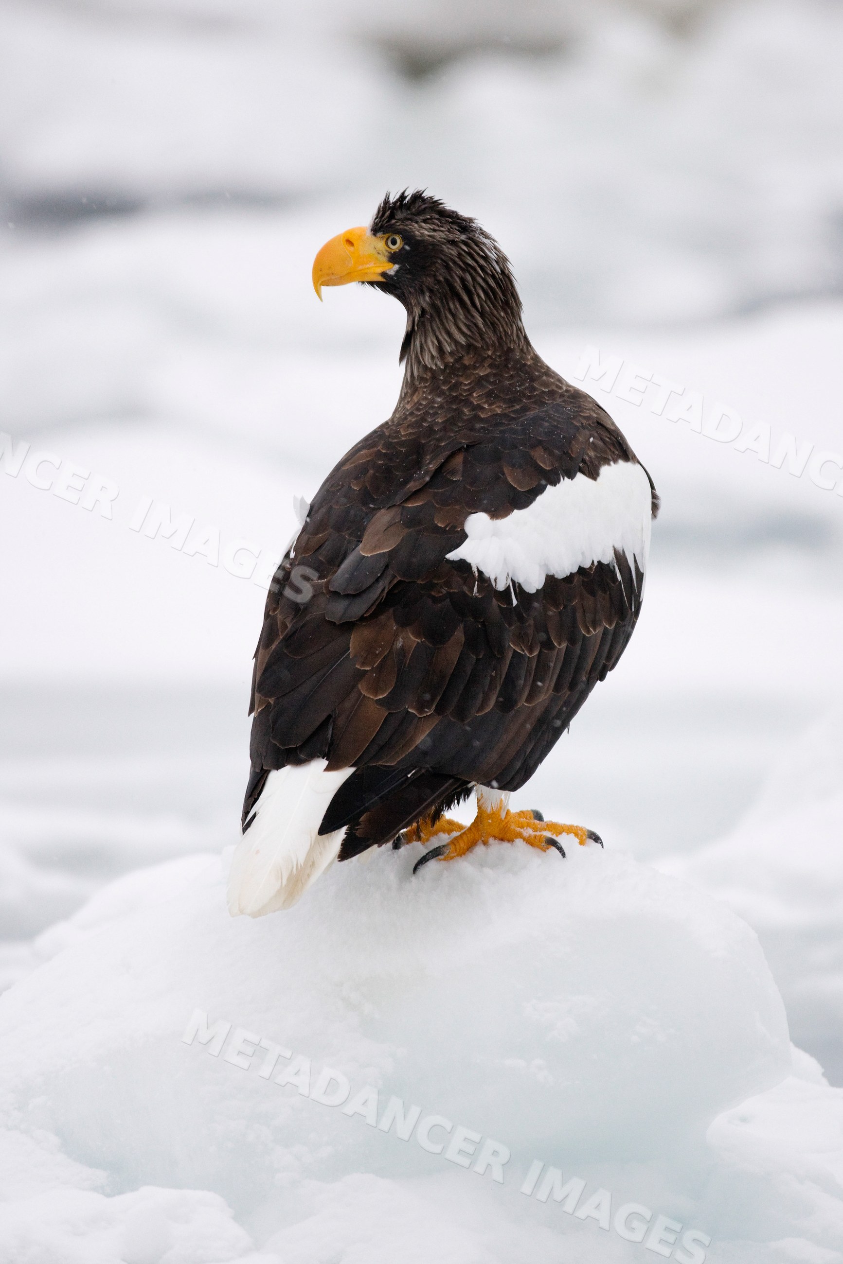 Steller's sea eagle perched on snow japan