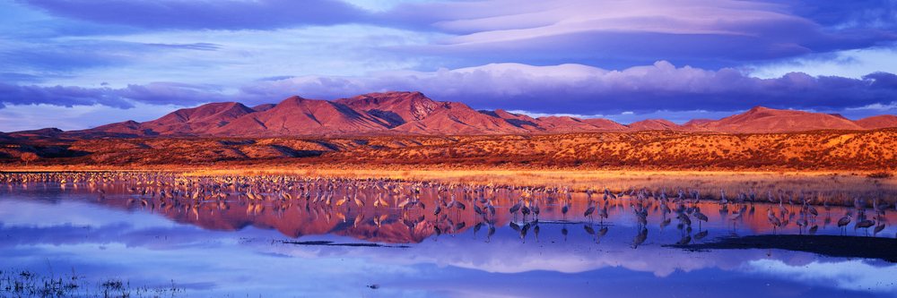 Sandhill cranes gathered in wetland at bosque del apache refuge new