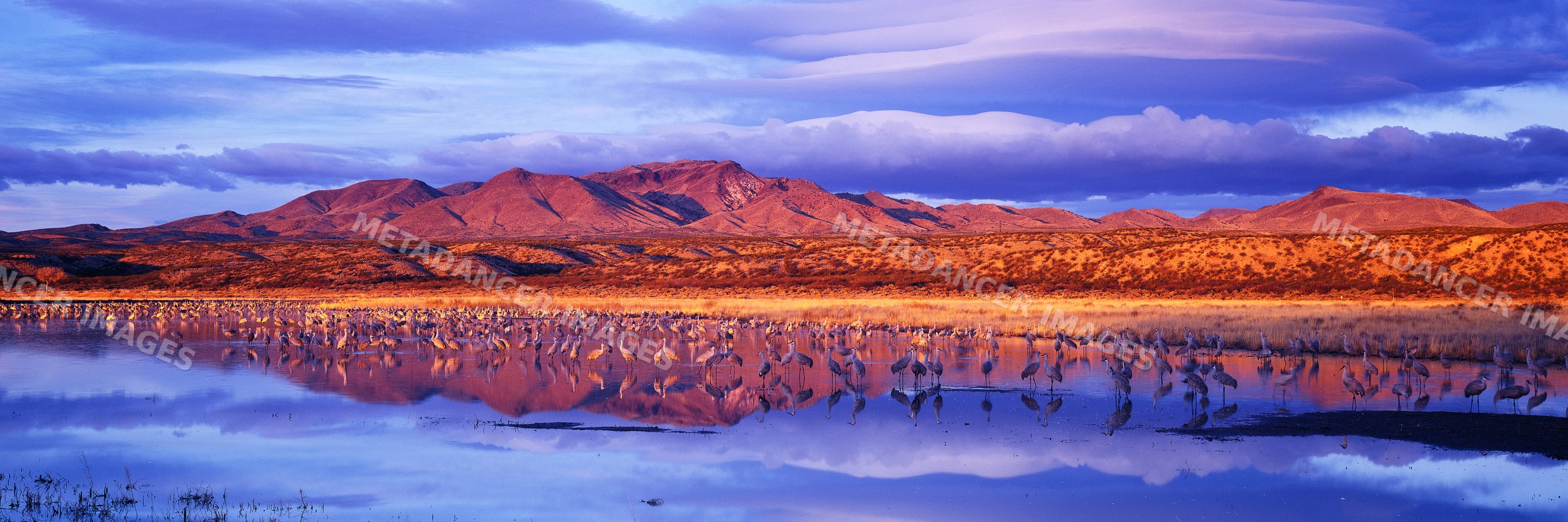 Sandhill cranes gathered in wetland at bosque del apache refuge new