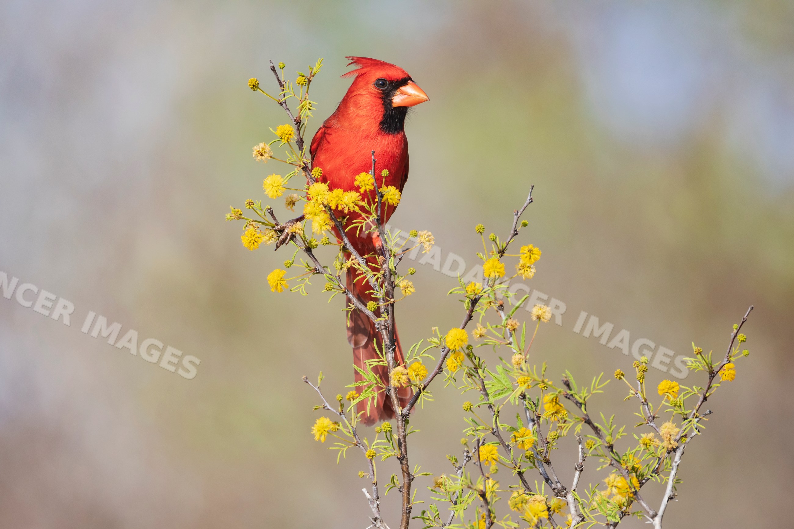 Northern Cardinal perched on flowering Huisache bush in texas ranch