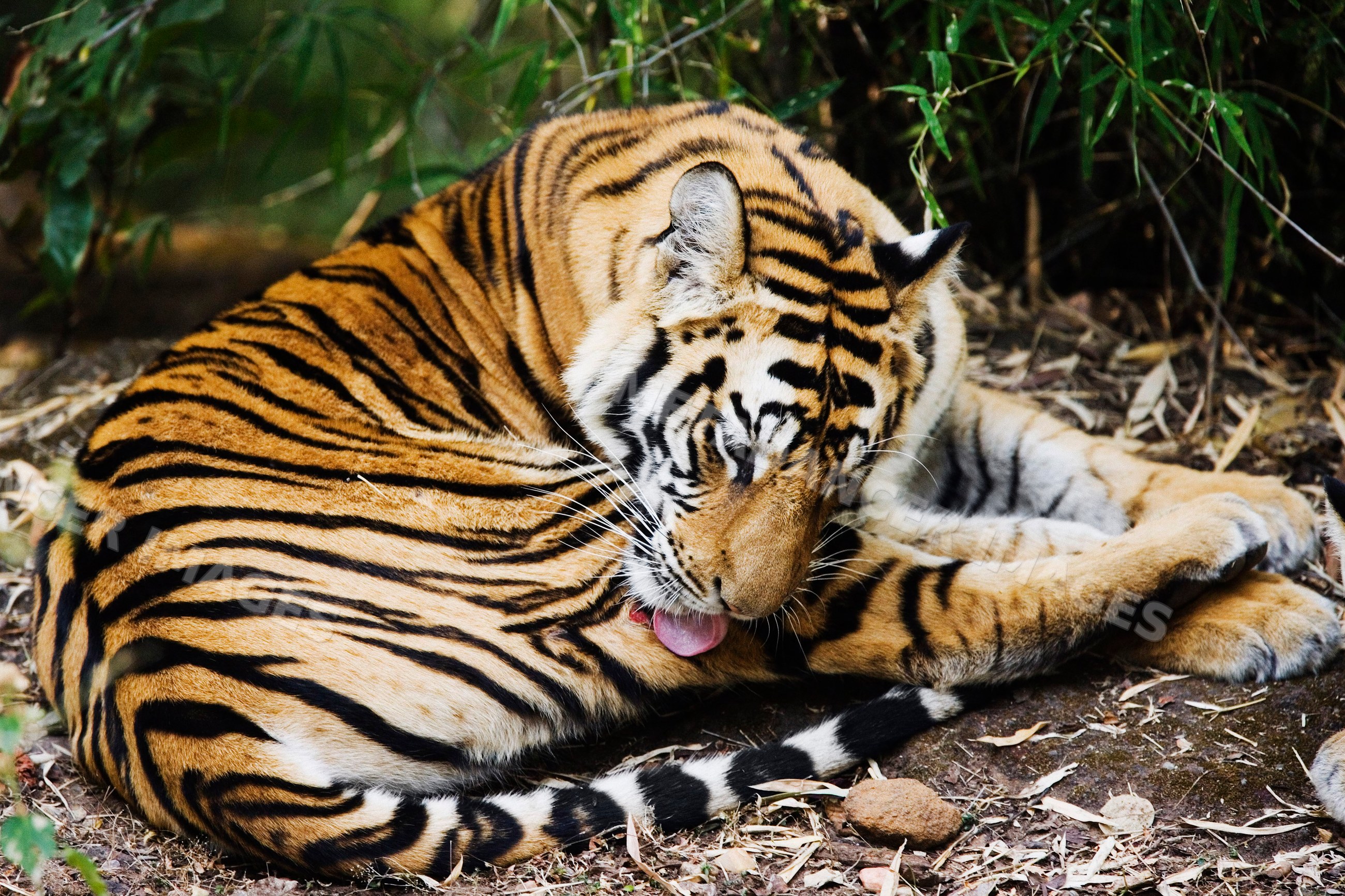 Tiger grooming while resting outdoors