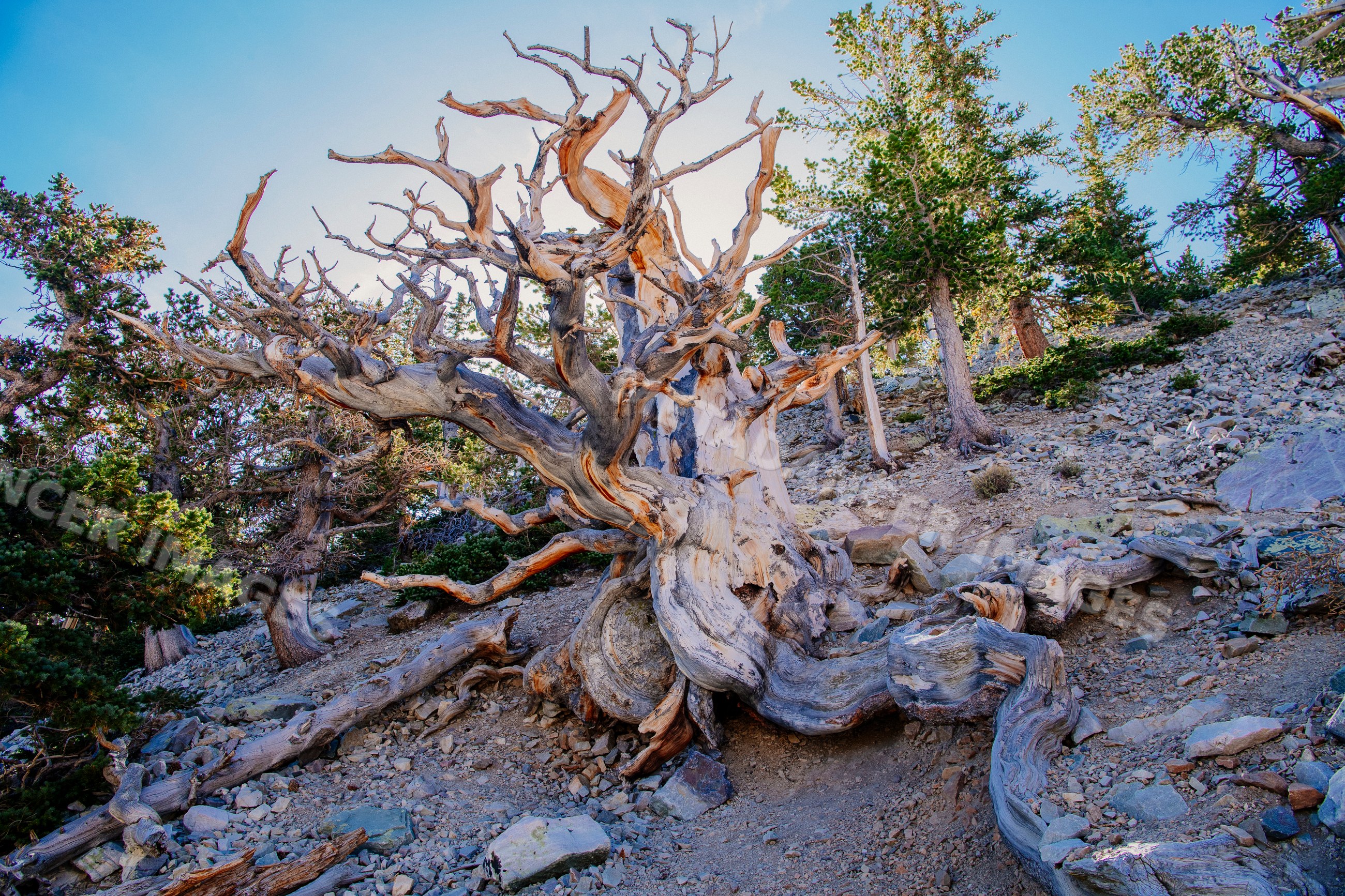 Dead bristlecone pine tree on rocky mountain slope with pine forest