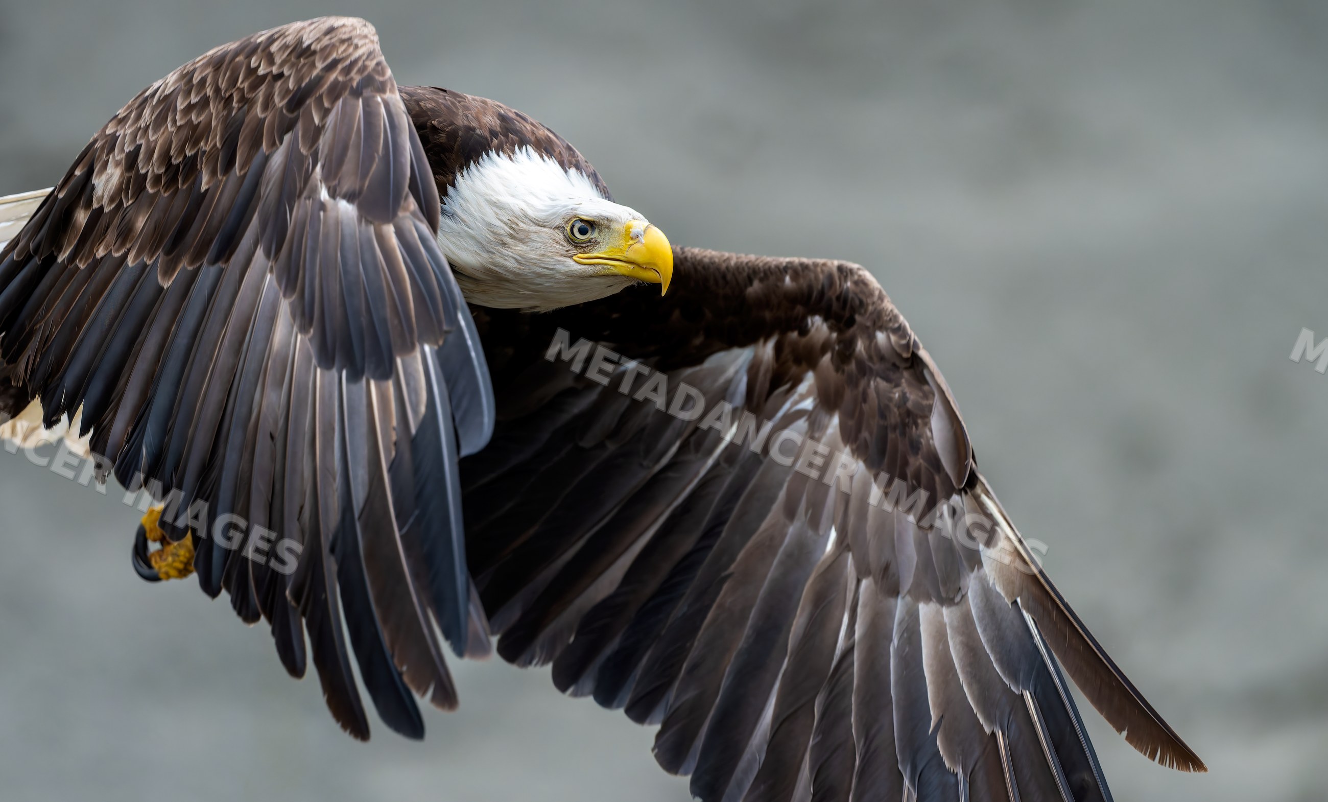 Bald eagle soaring with wings fully spread