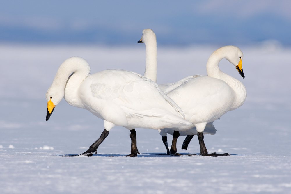 Whooper swans walking on snow japan