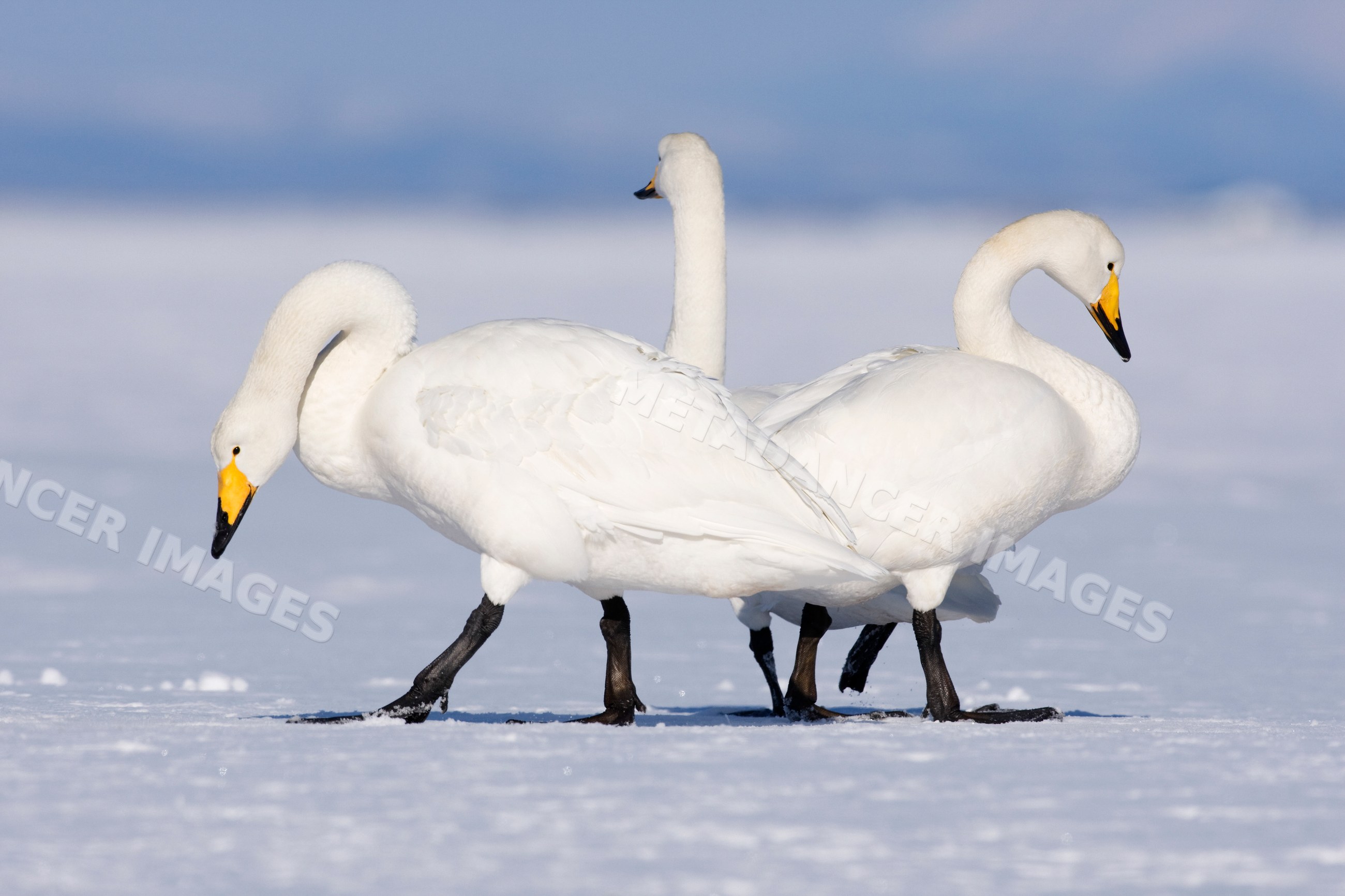 Whooper swans walking on snow japan