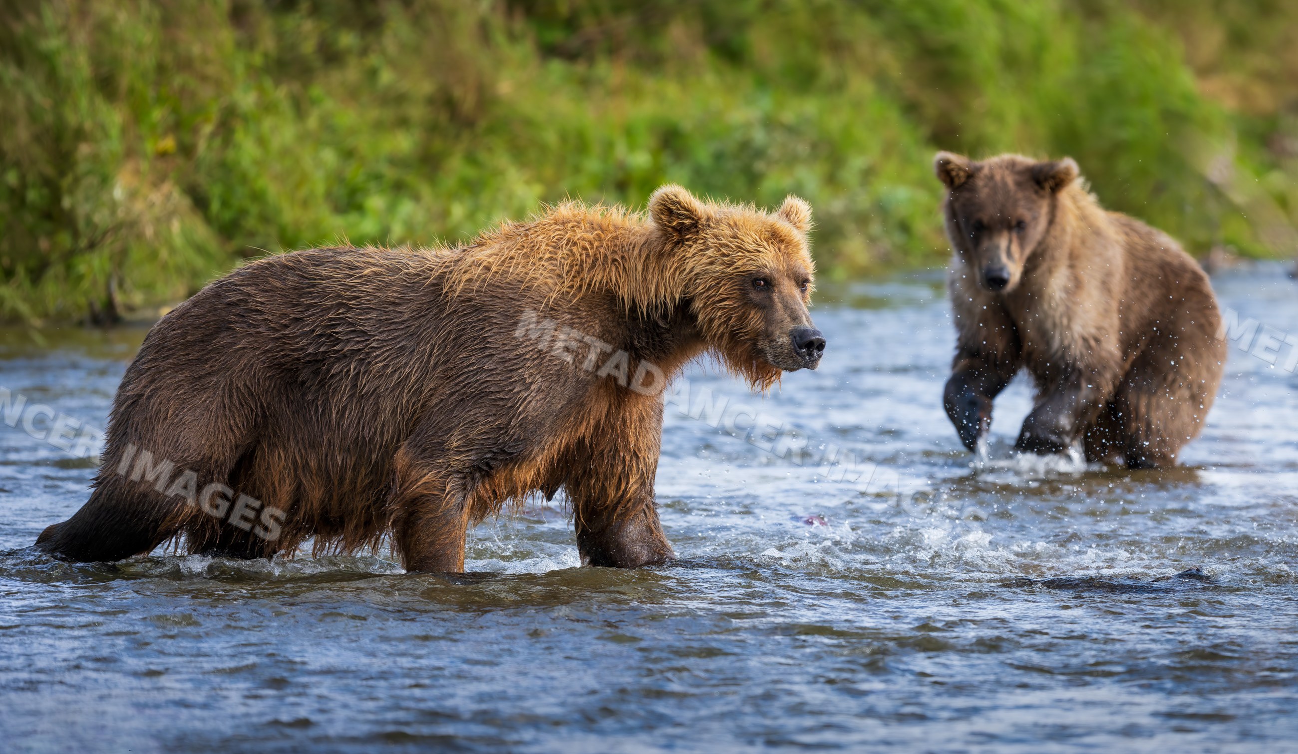 Alaskan Brown bears wading in river water at Katmai National Park, Alaska