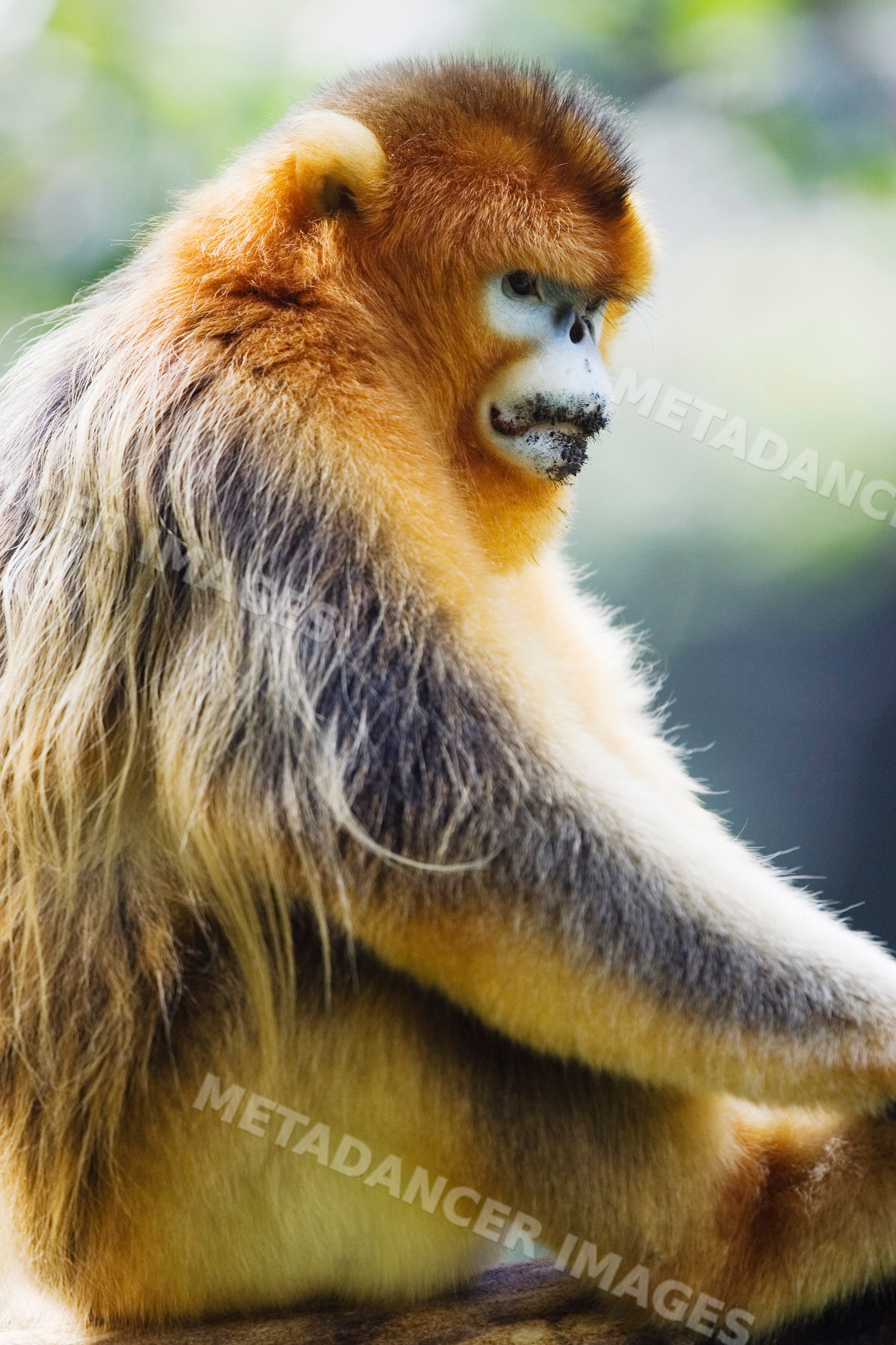 Golden monkey in natural habitat, china