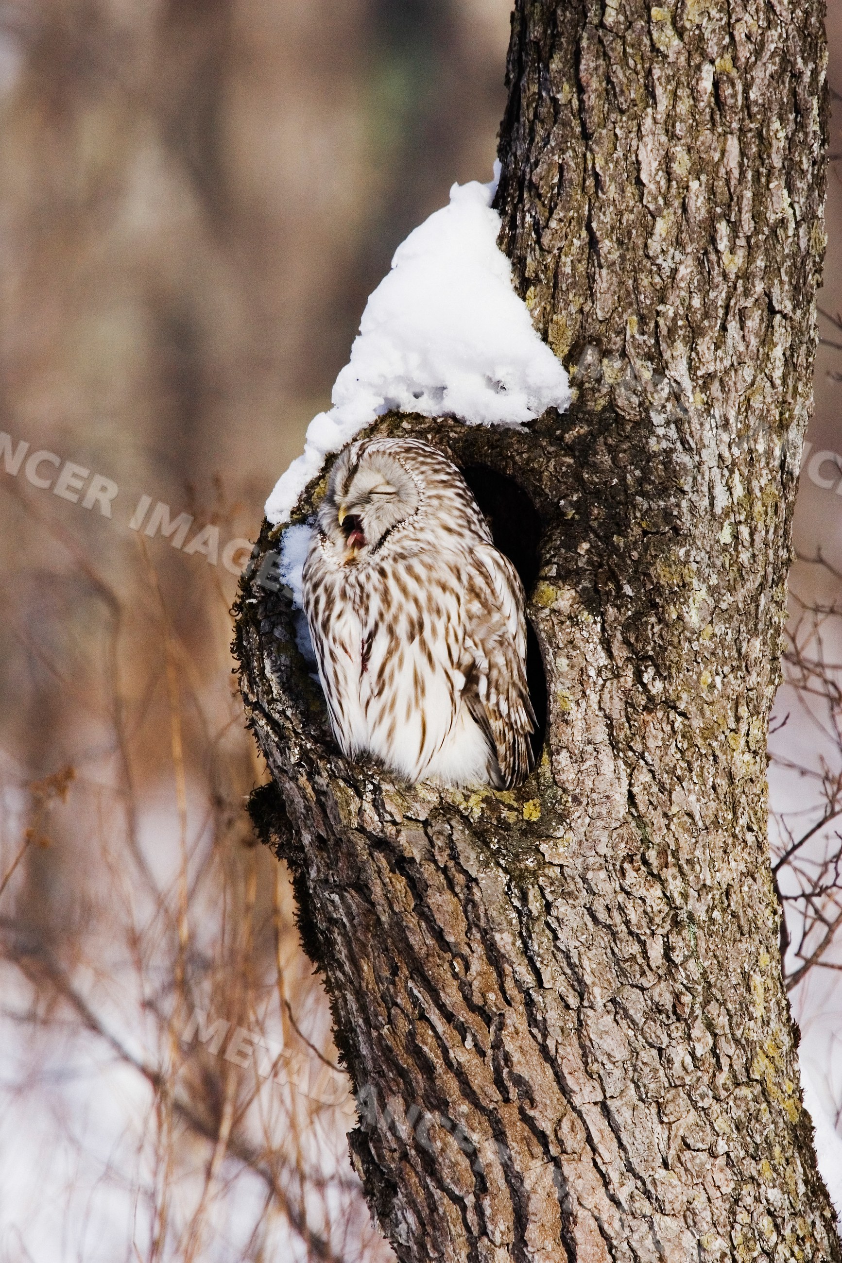 Ural owl perched cavity in winter in Japan