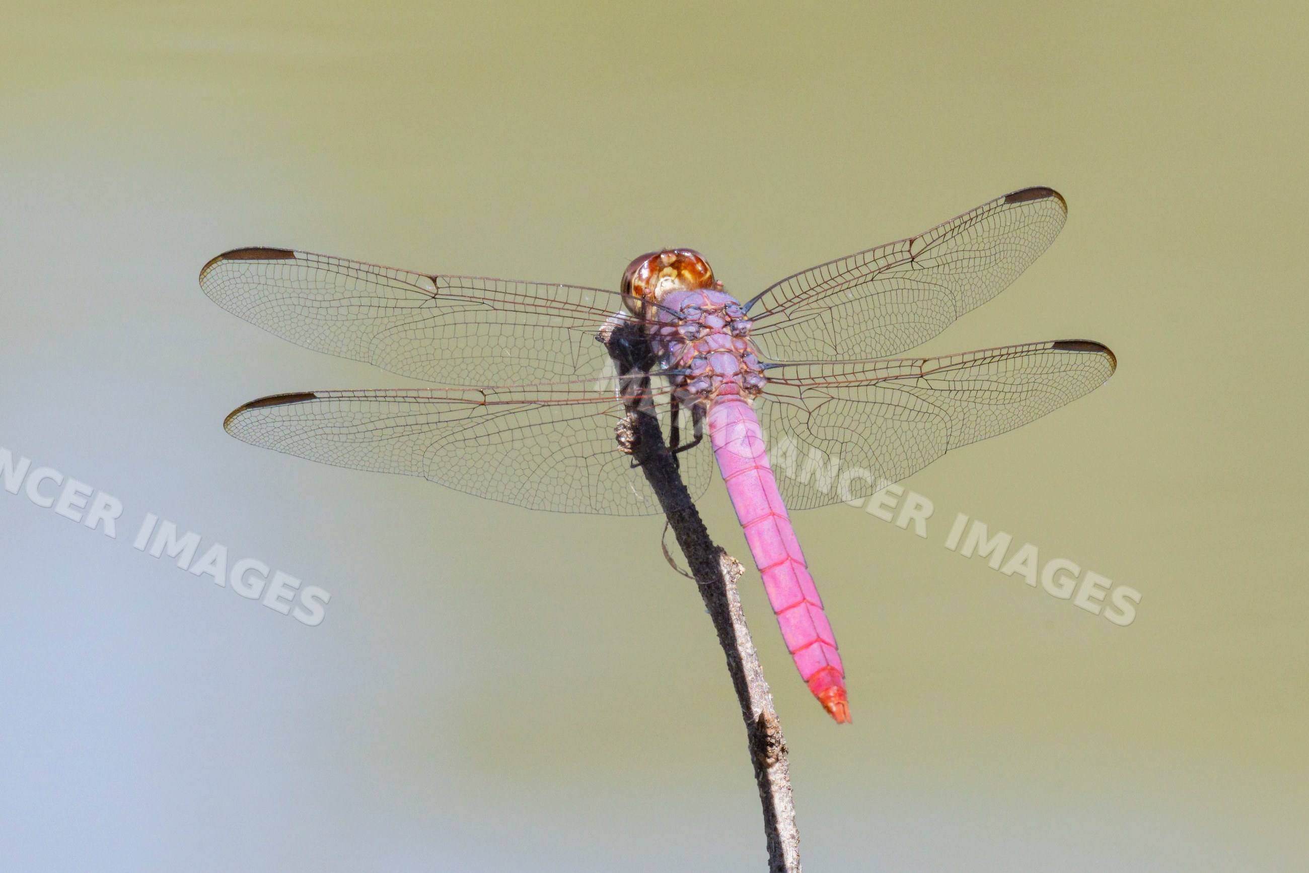 Roseate skimmer Dragonfly perched on stick in rio grande valley Texas