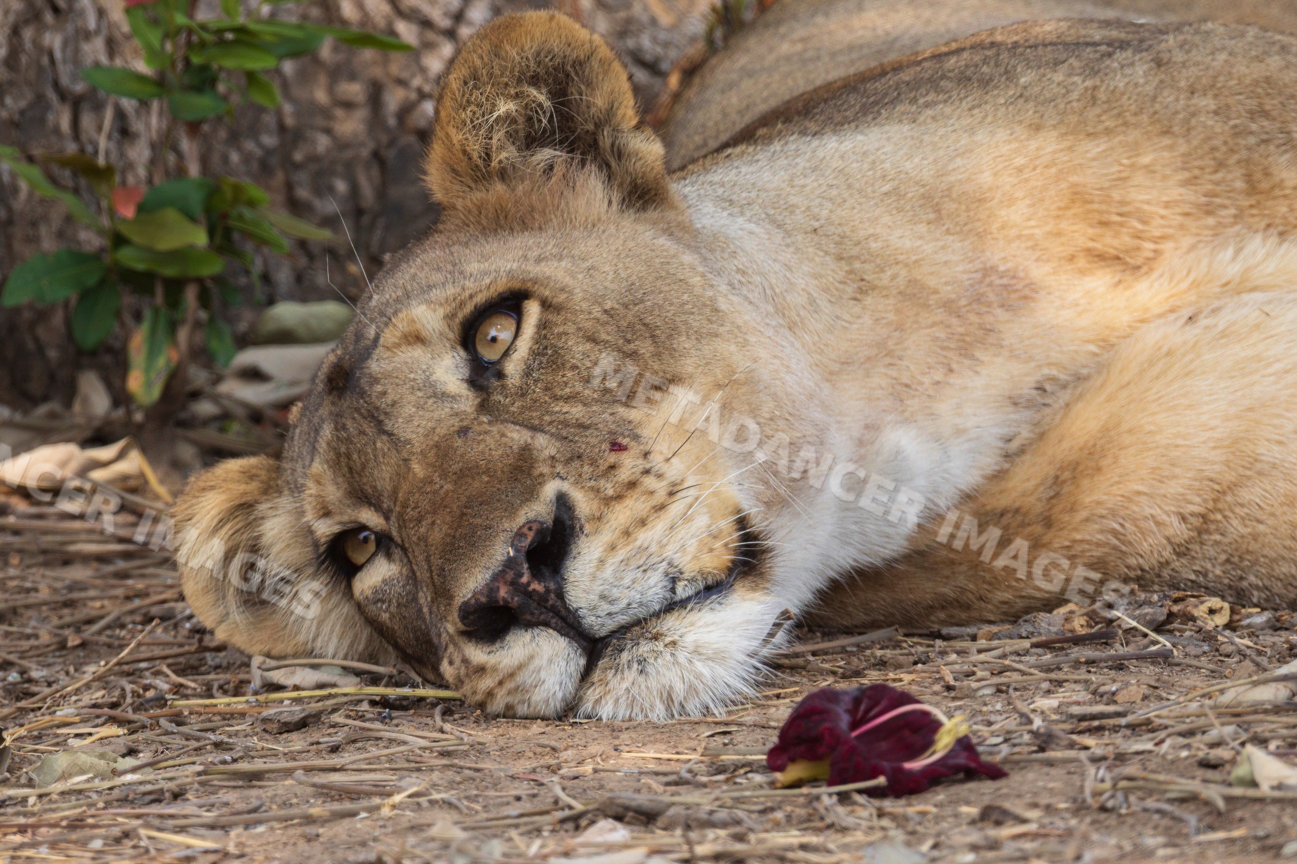 Lioness resting peacefully in South Luangwa national park Zambia