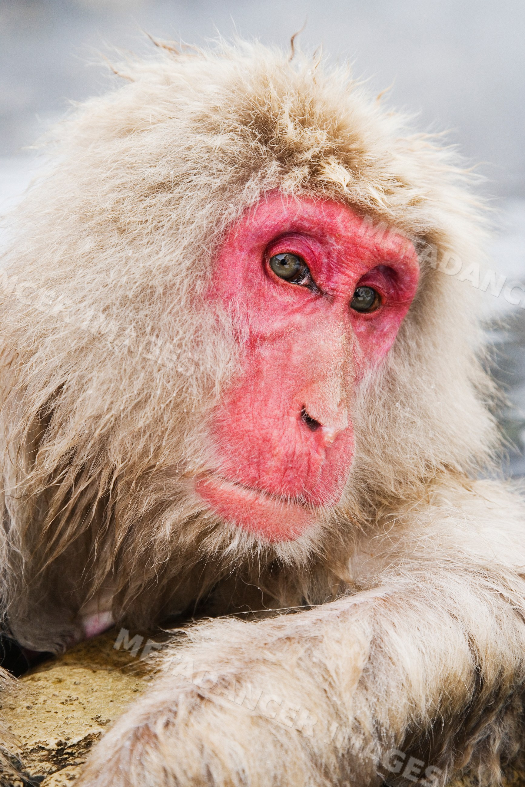 Japanese macaque with red face and thick fur