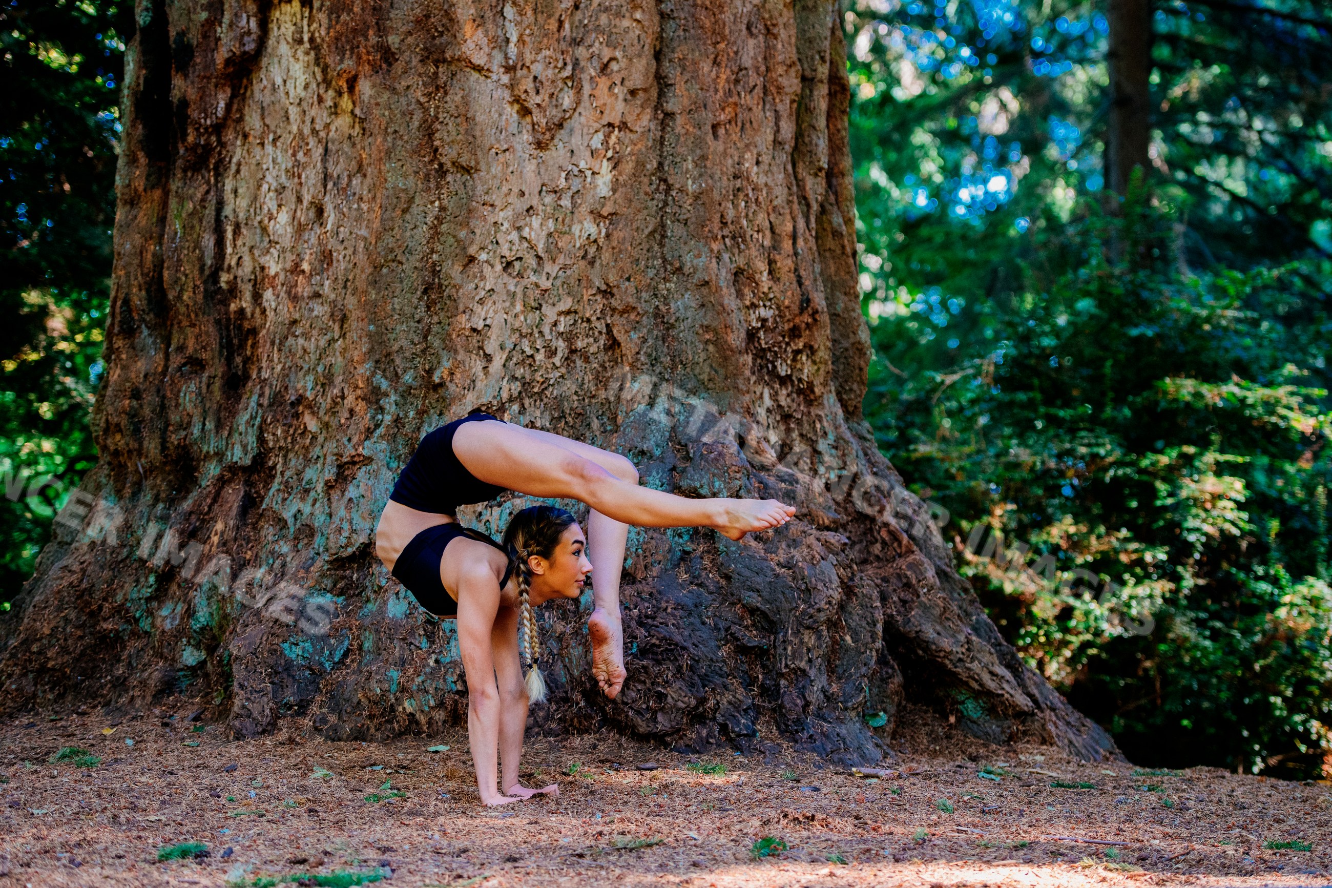Contortionist performing hand balancing pose outdoors by large tree