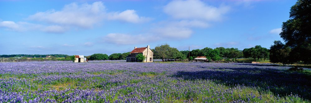 Bluebonnet field surrounds rustic stone cottage in rural landscape