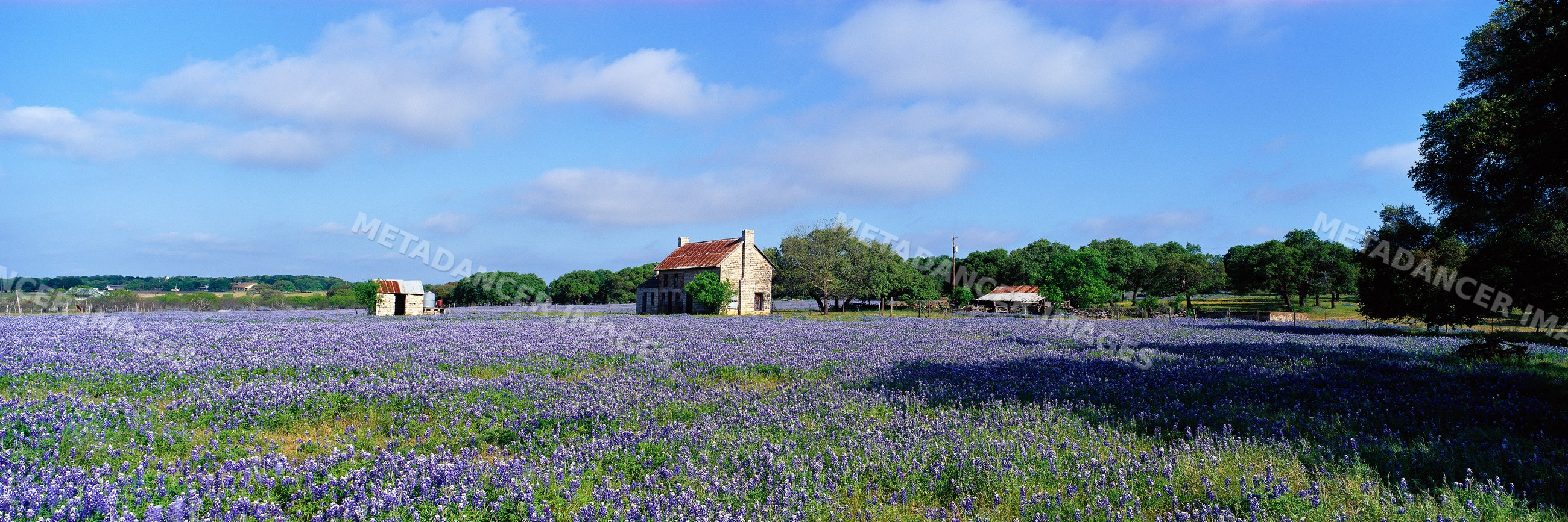 Bluebonnet field surrounds rustic stone cottage in rural landscape