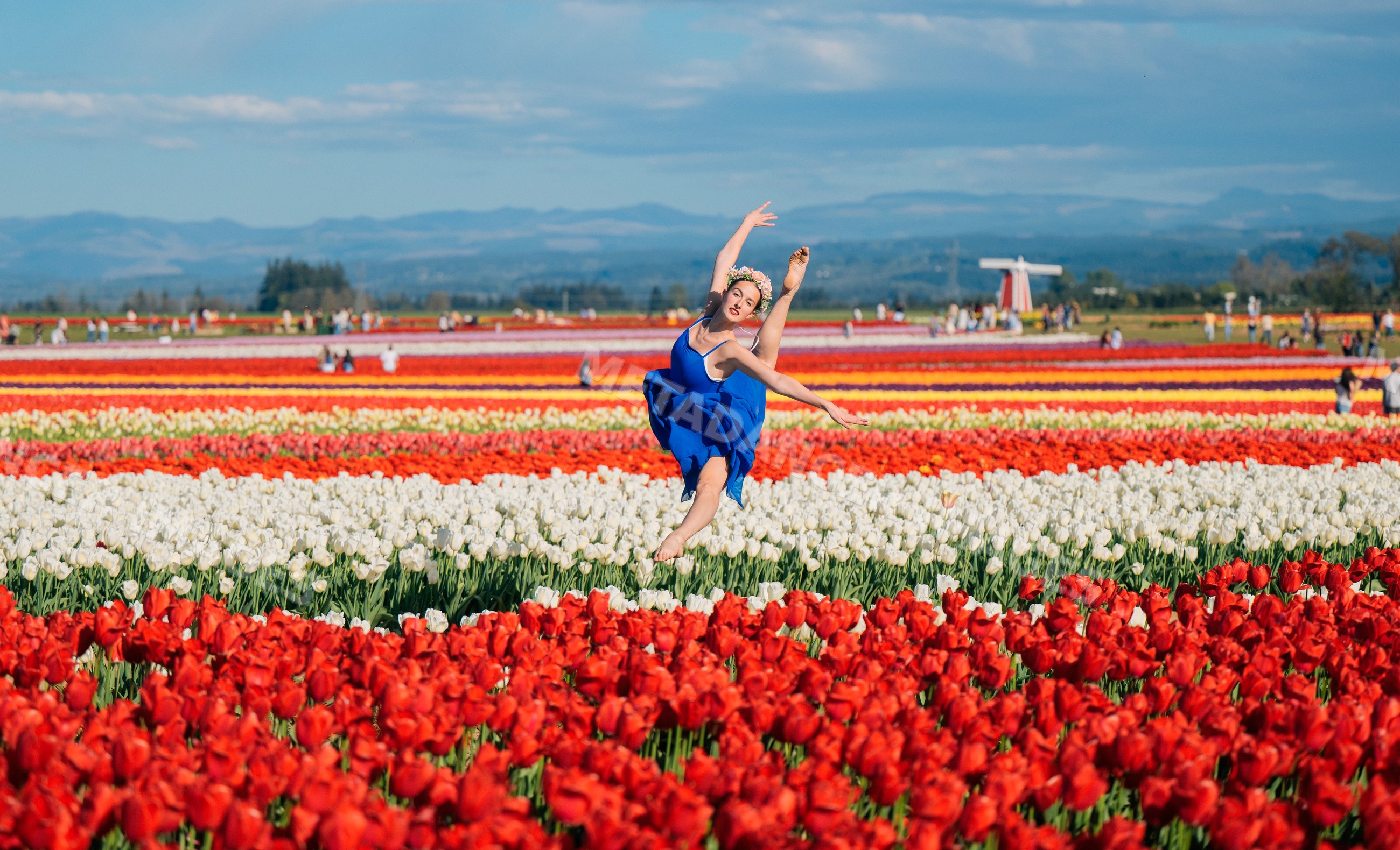 Ballet white dancer posing in colorful tulip field