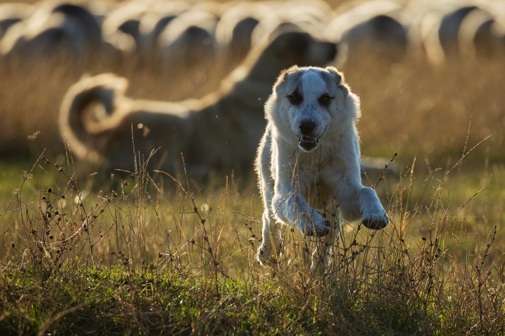 Georgian Shepherd Dog running through grass field with sheep