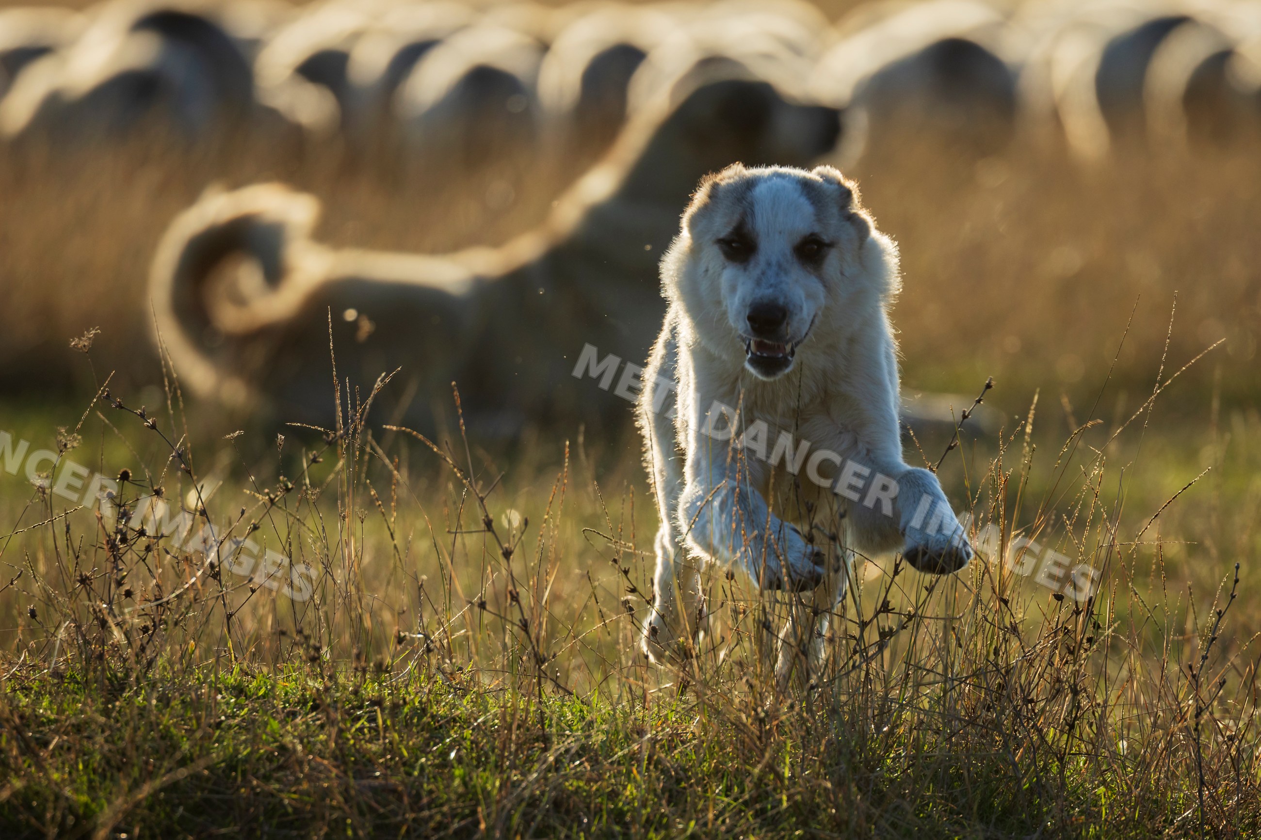 Georgian Shepherd Dog running through grass field with sheep