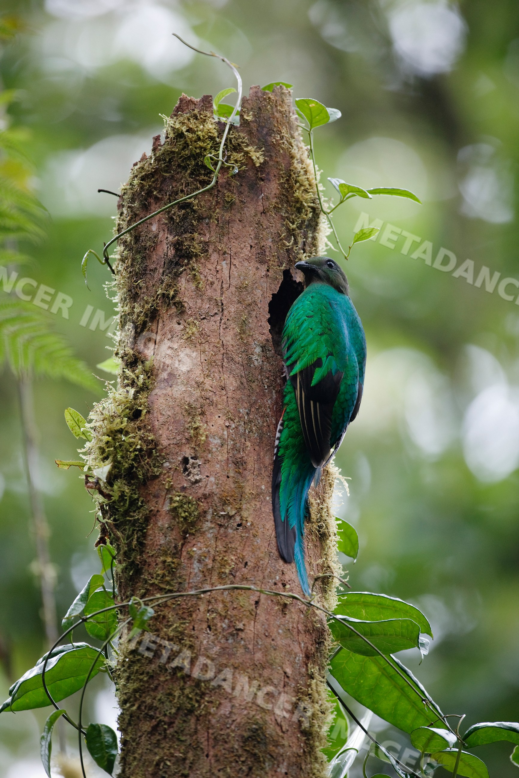 Resplendent quetzal perched on tree trunk