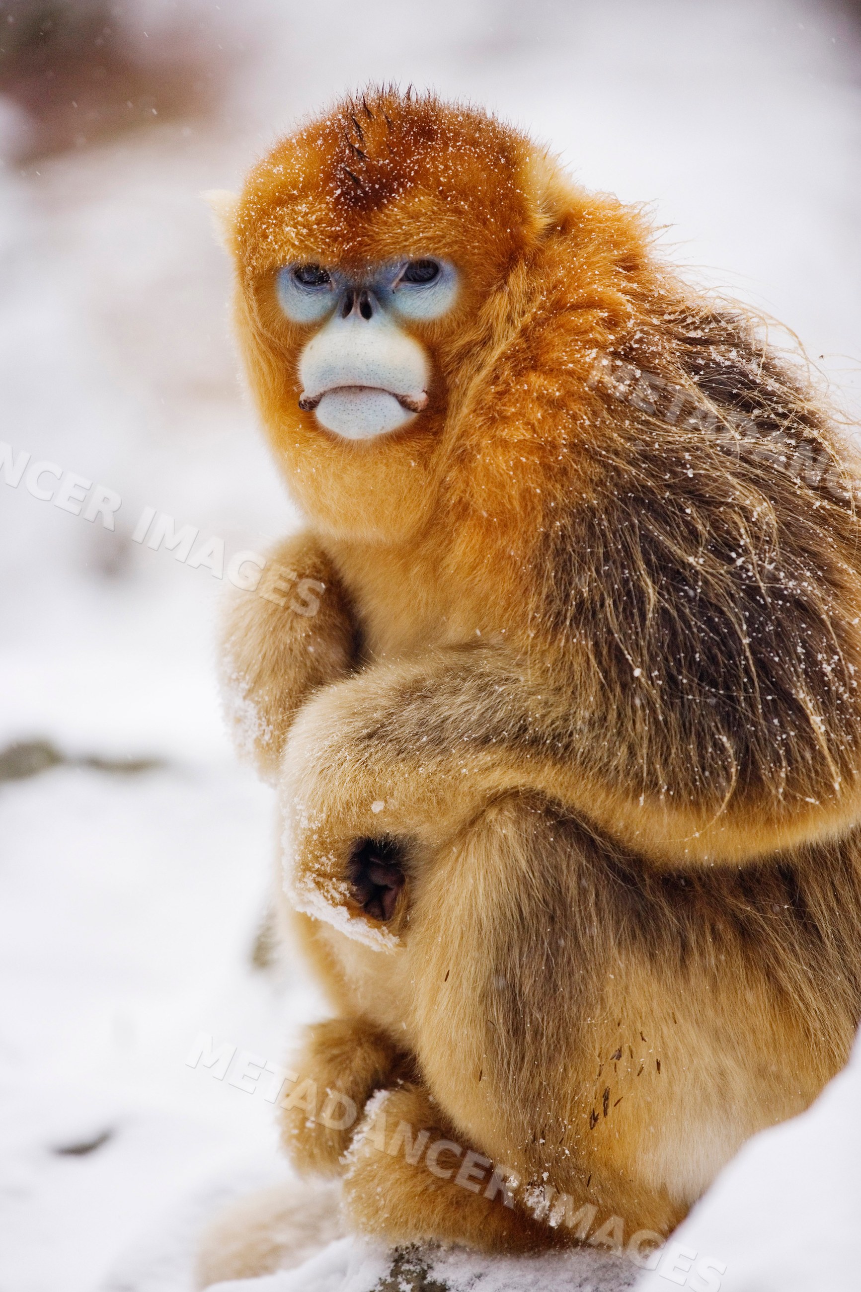Golden monkey in snow at qinling mountains, shaanxi province, china