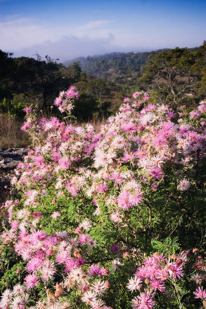 Flowering mimosa bush with pink blooms on Texas hillside