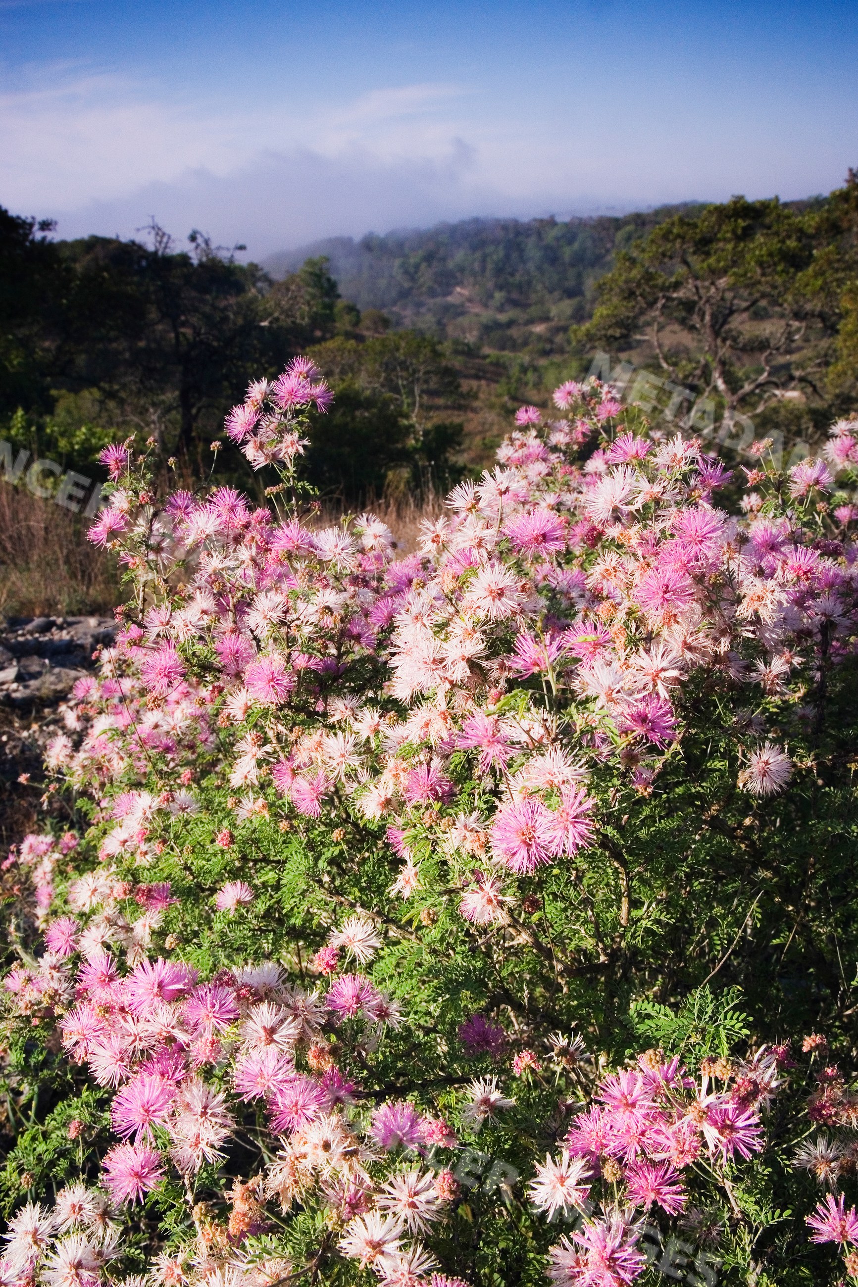Flowering mimosa bush with pink blooms on Texas hillside