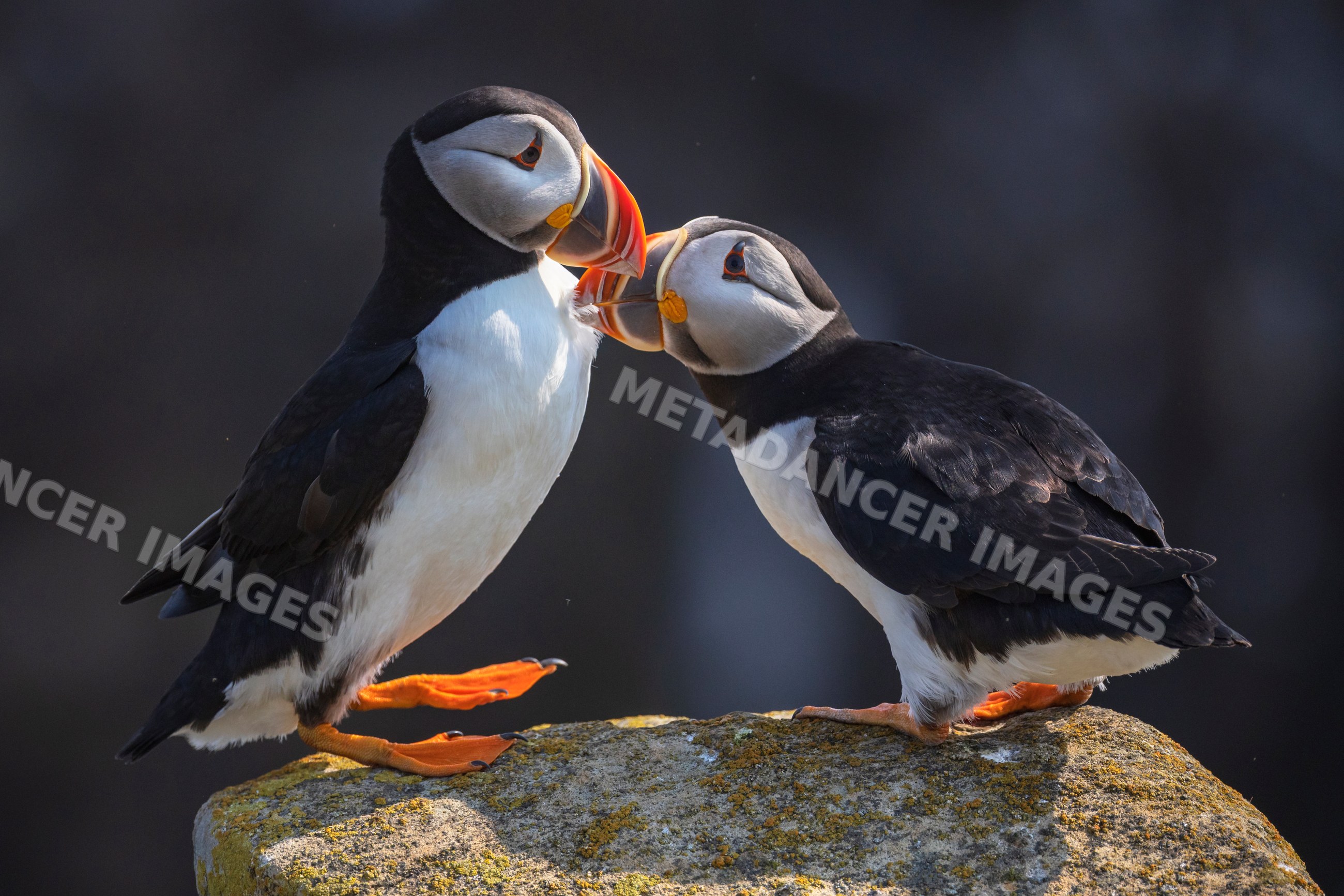 North atlantic puffin courtship on rock in Newfoundland & labrador