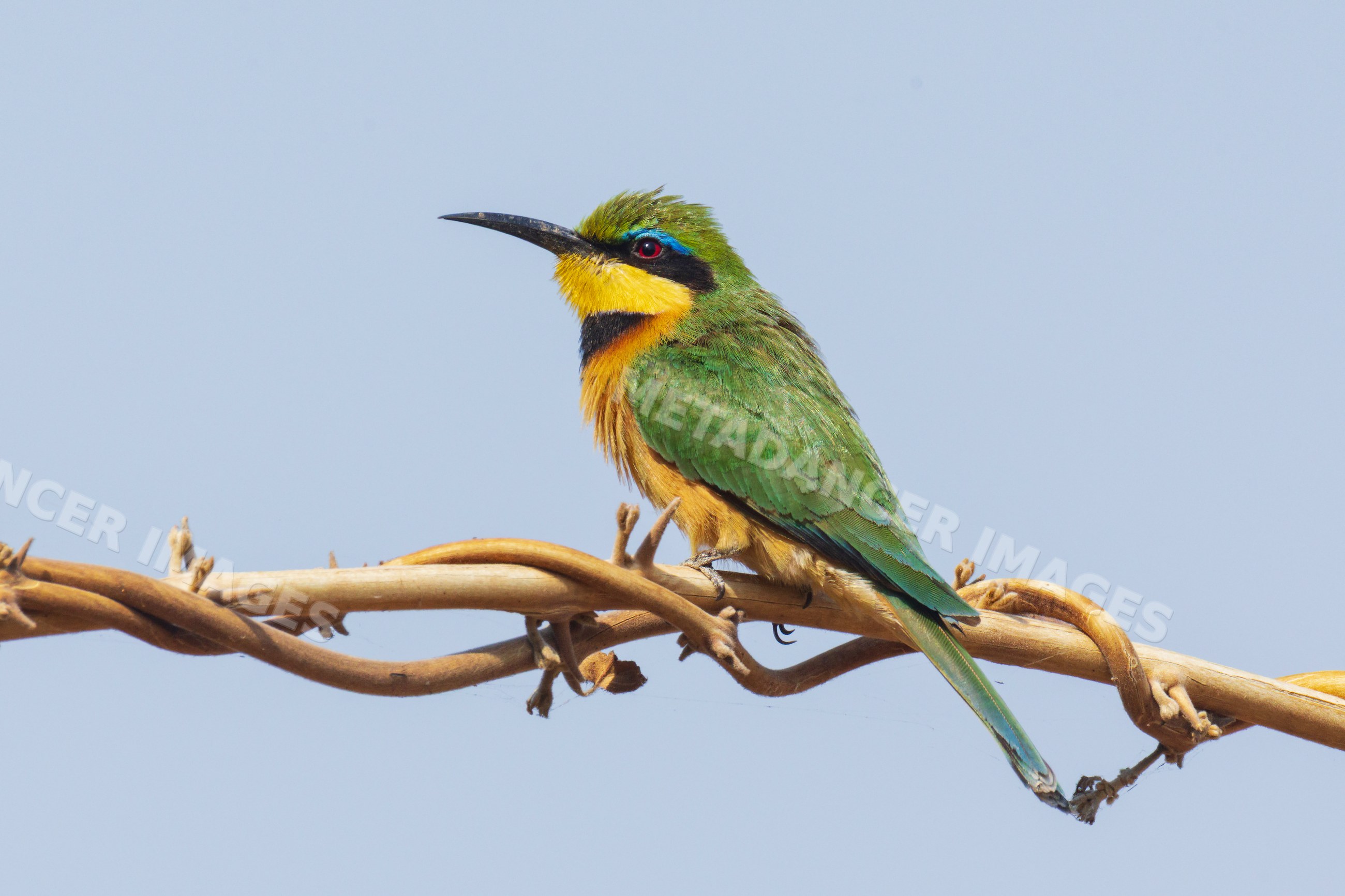 Little Bee-Eater perched on twisted branch in South Luangwa national