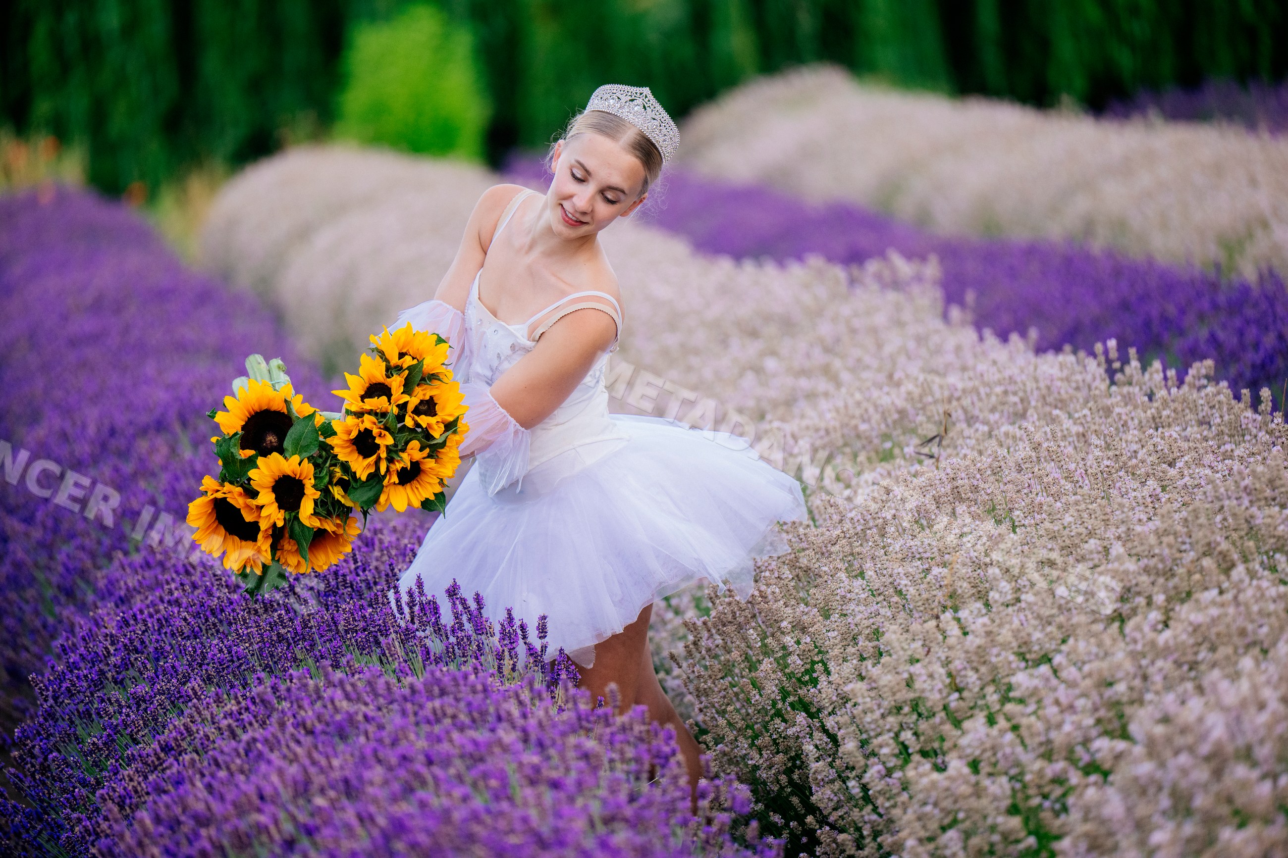 A ballerina in a white tutu holding sunflowers in a lavender field