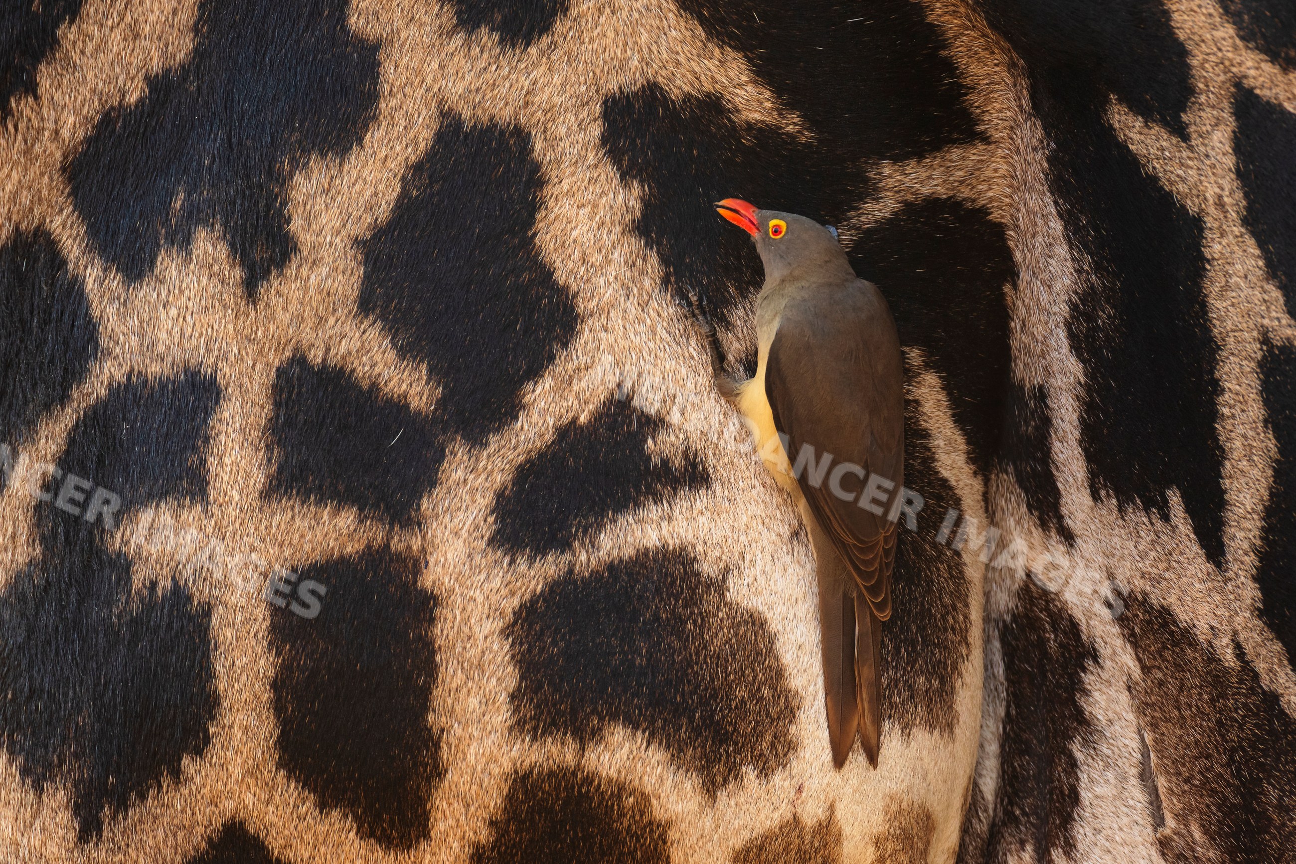 Red-Billed Oxpecker perched on Giraffe in South Luangwa national park