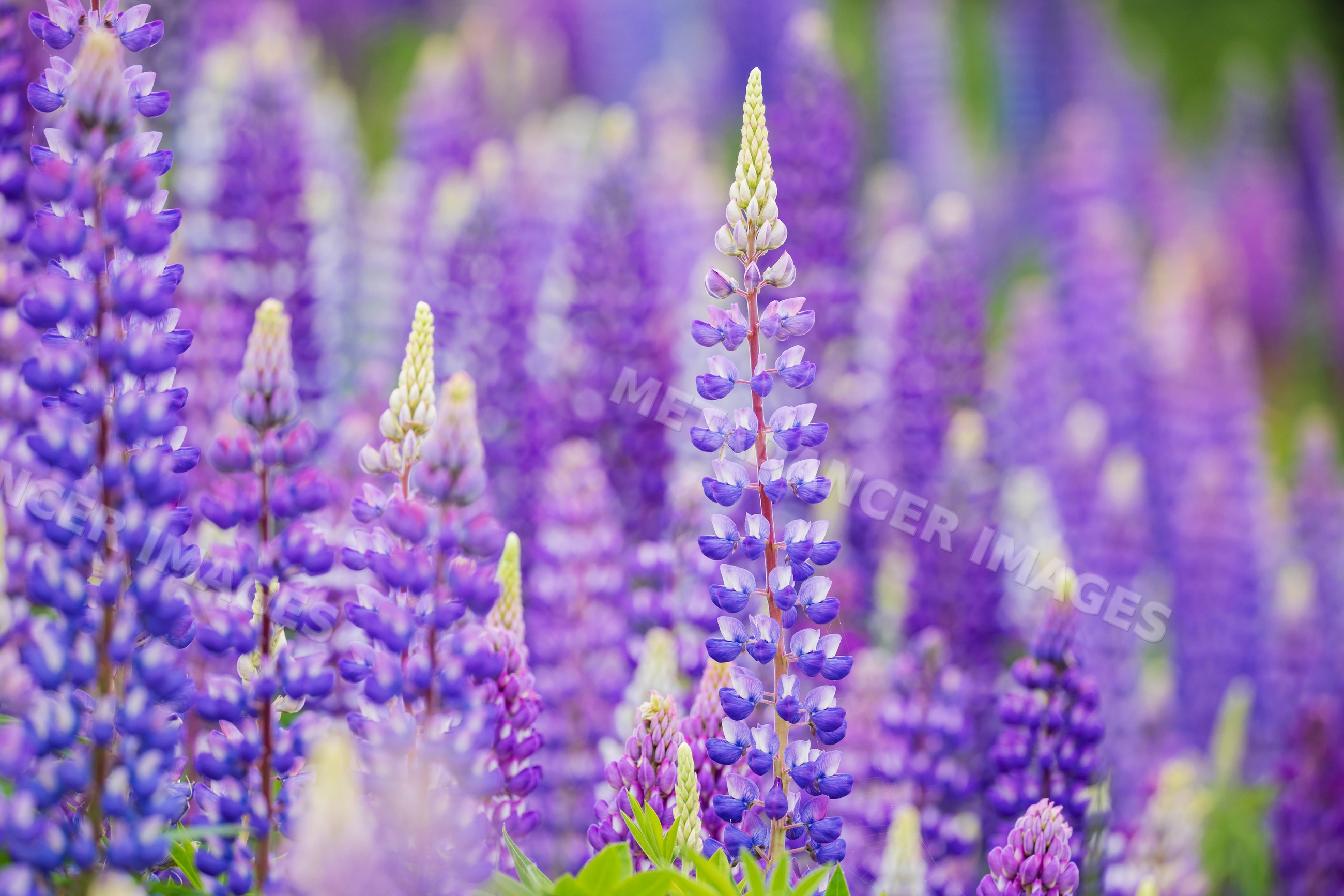 Purple Lupines blooming in a flower field in summerford Canada