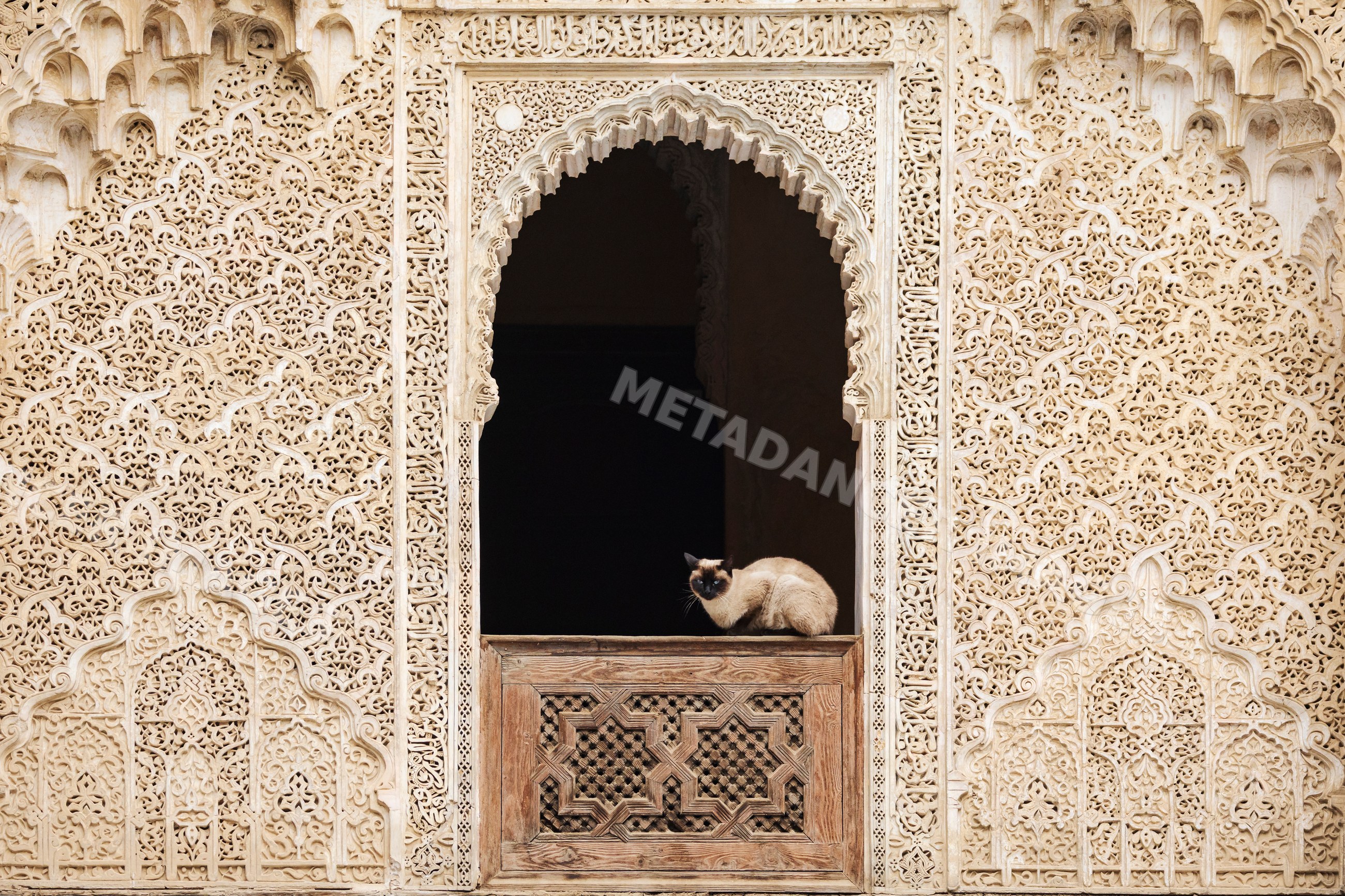 Siamese cat inside the Medresa El Bouanania carved archway in fes