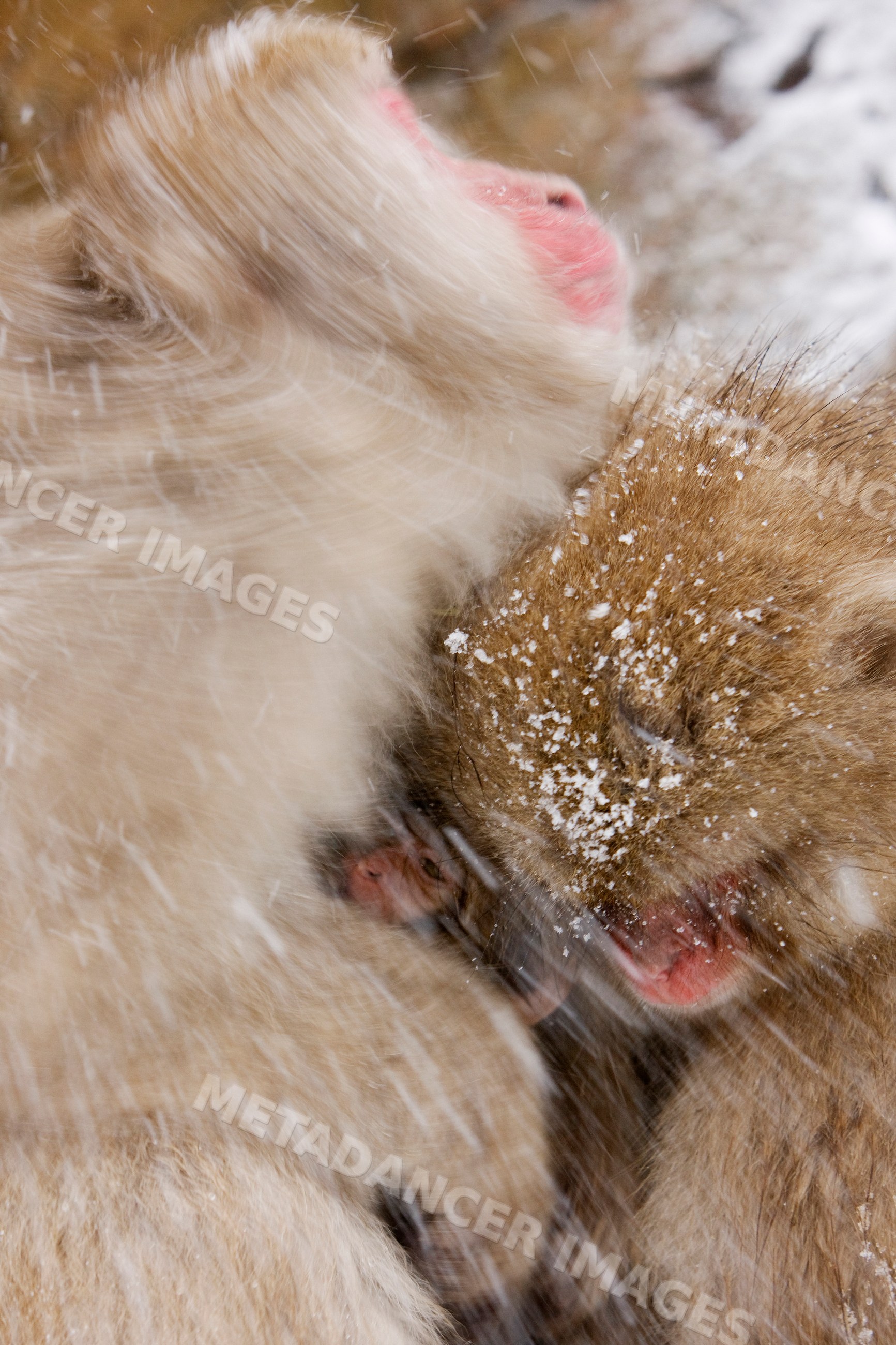 Japanese macaques huddling in snow at jigokudani, nagano