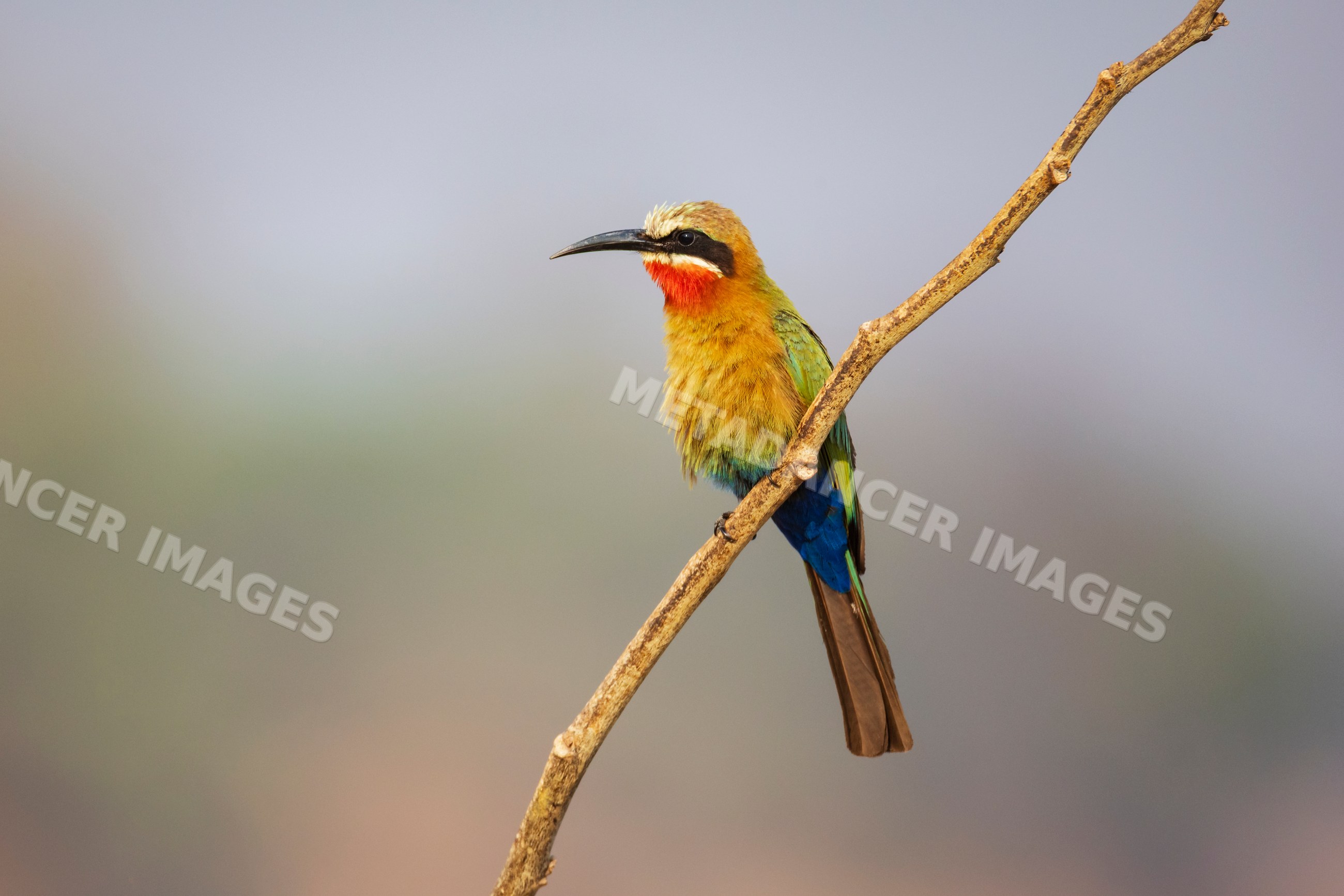 White-Fronted Bee-Eater perched on a branch in a park