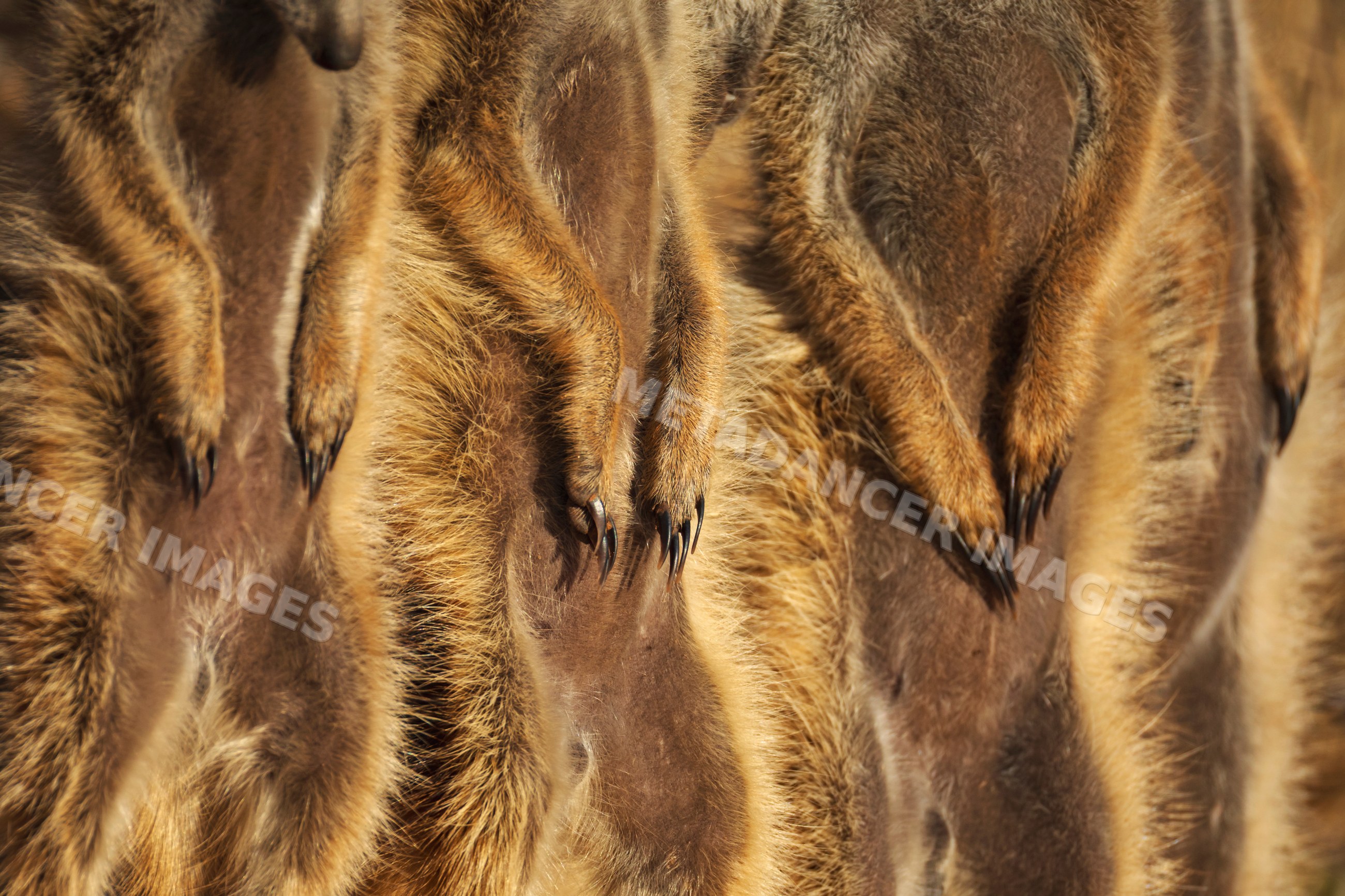 Meerkat claws at sunrise in the kalahari research center, South Africa