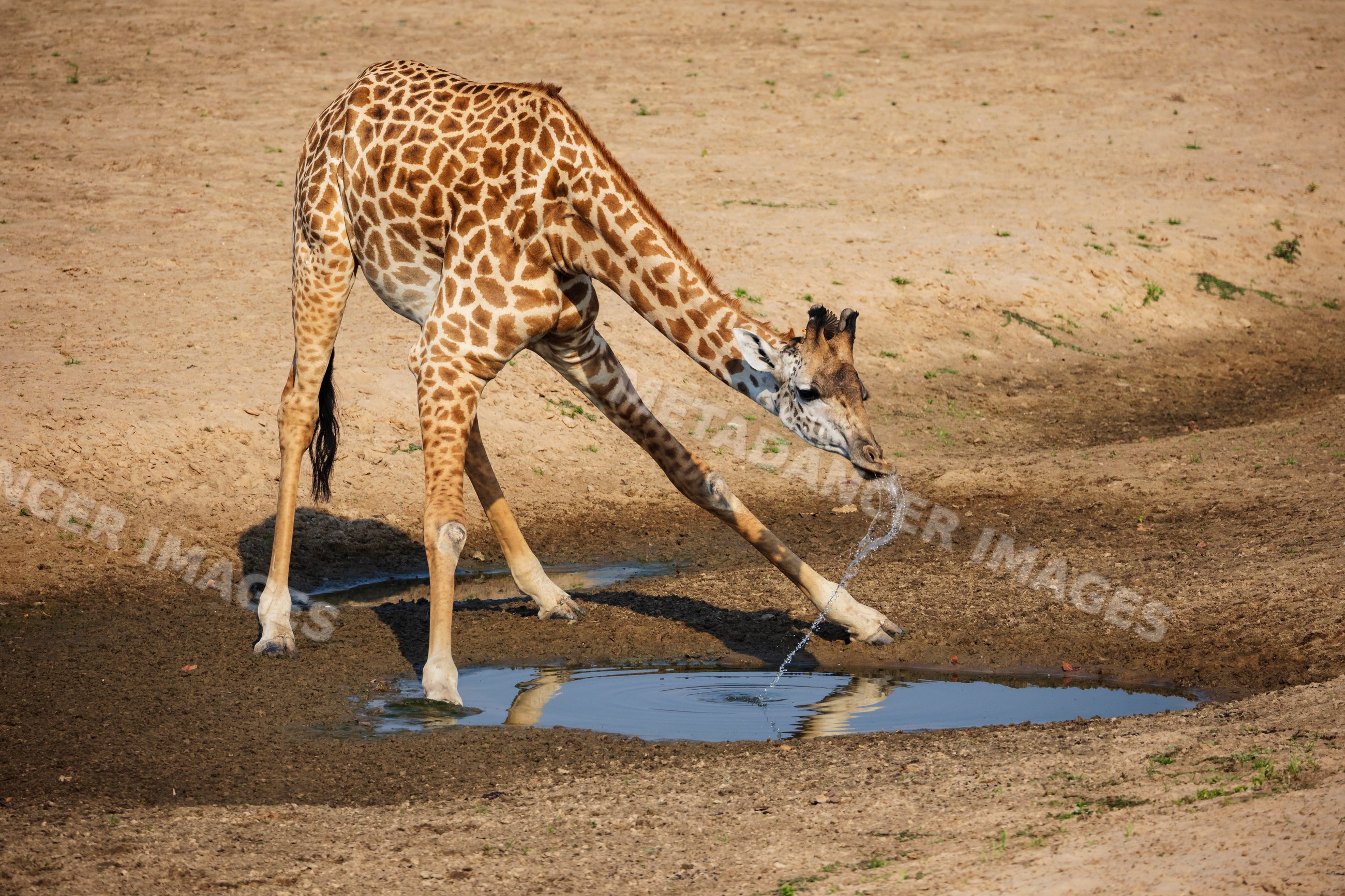 Giraffe drinking water in a park