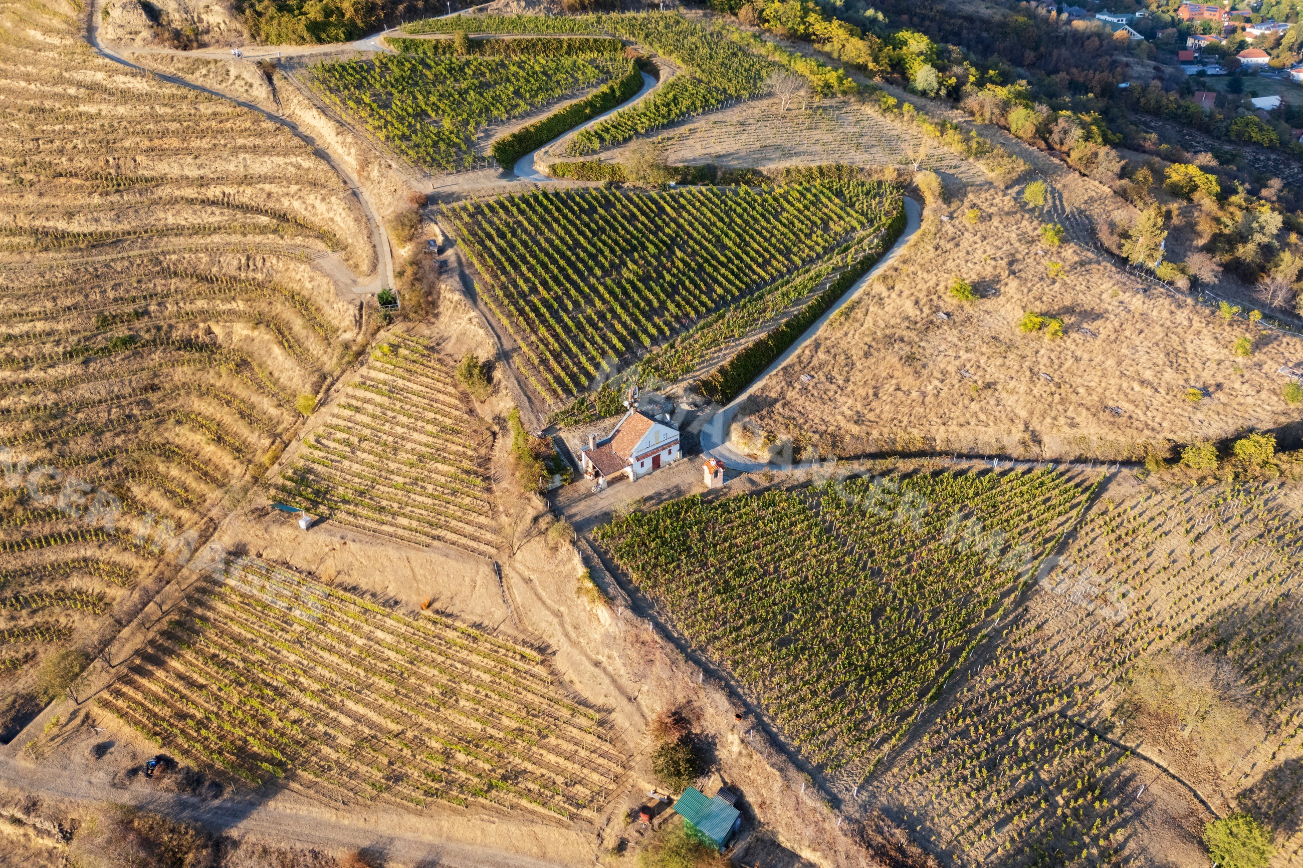 Winding road through Vineyards with house in tokaj, Hungary