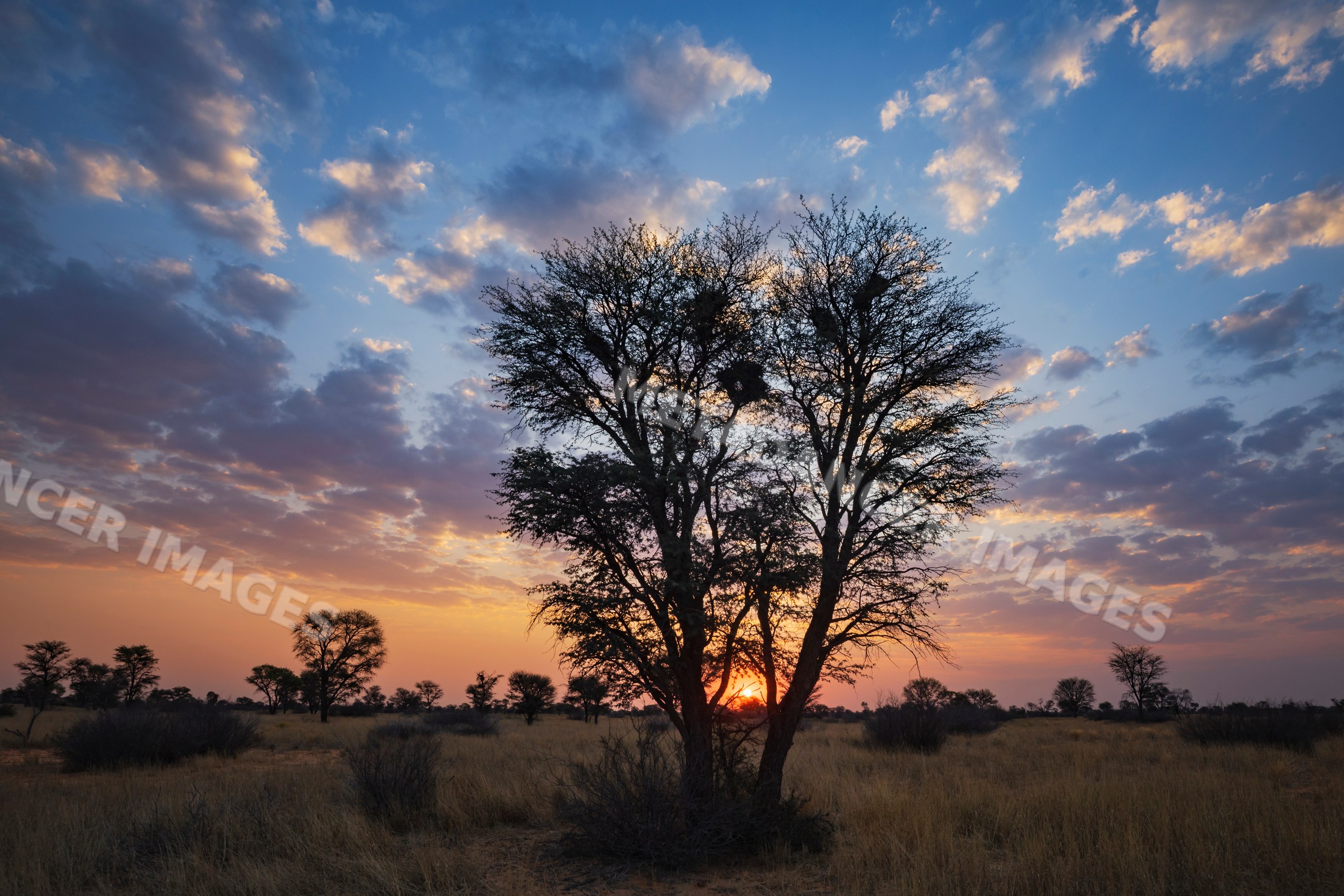 Kalahari Sunset behind acacia trees in south African savanna