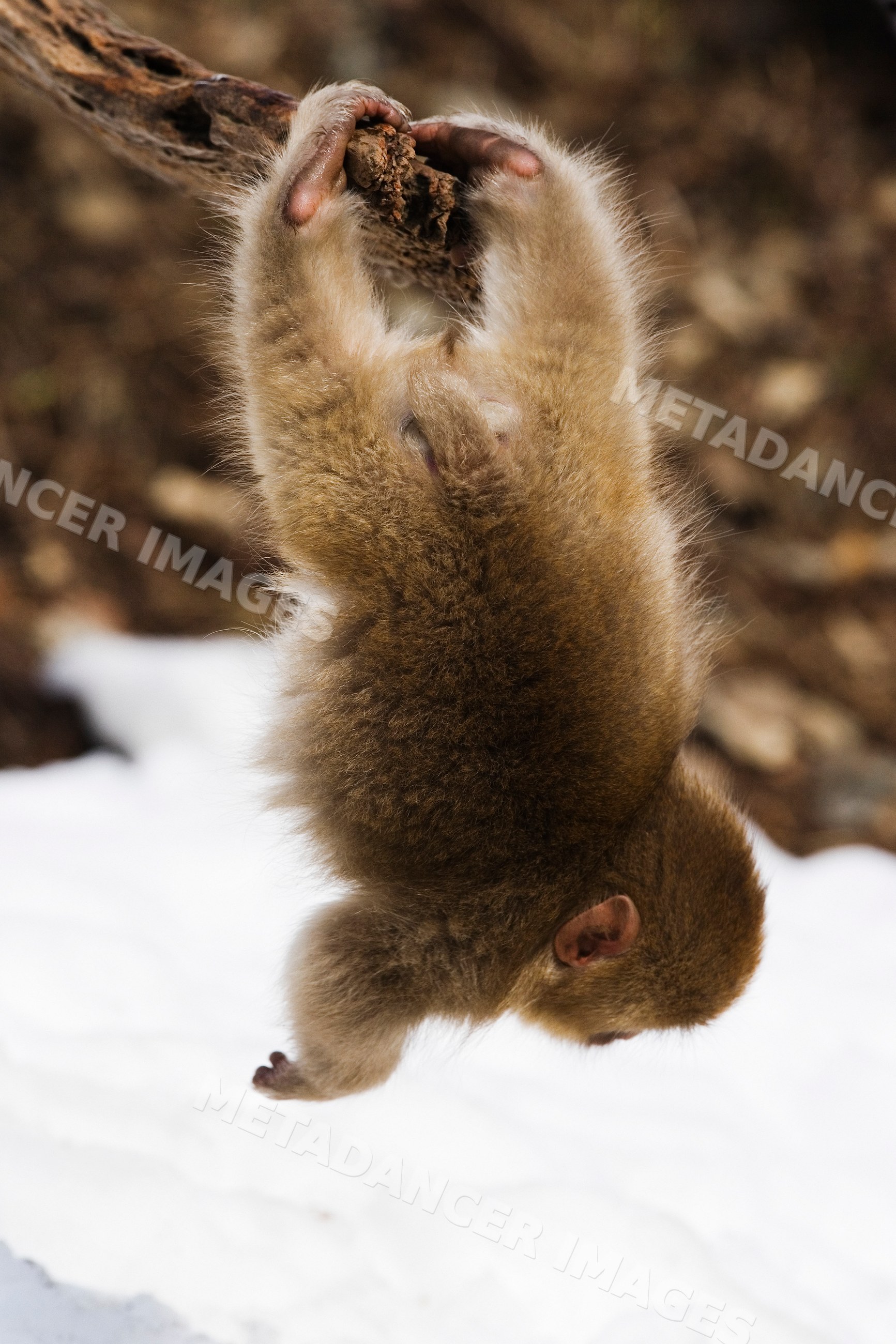 Baby Japanese macaque hanging upside down from tree branch