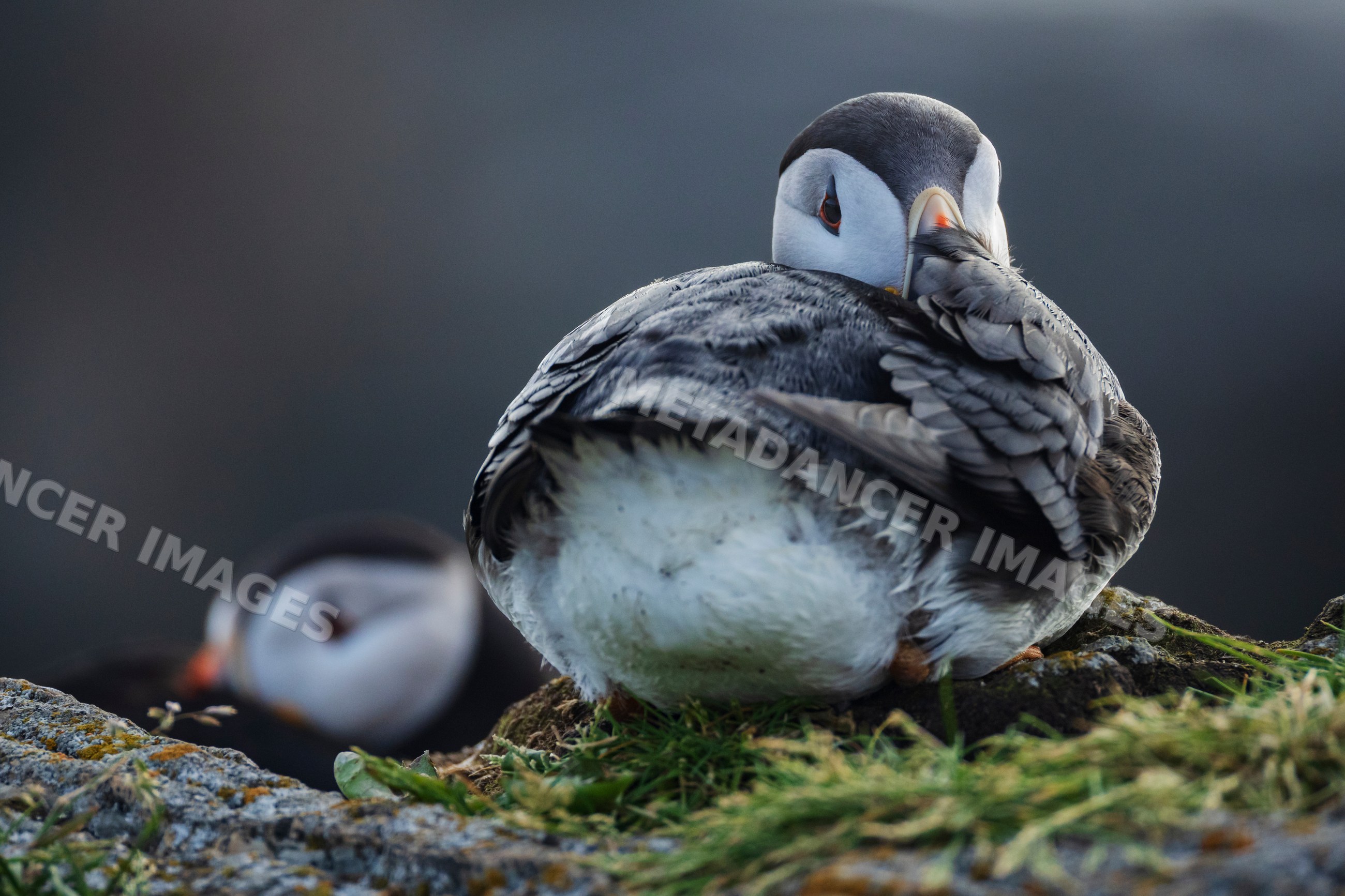 Two puffins resting on rocky ledge in Newfoundland & labrador