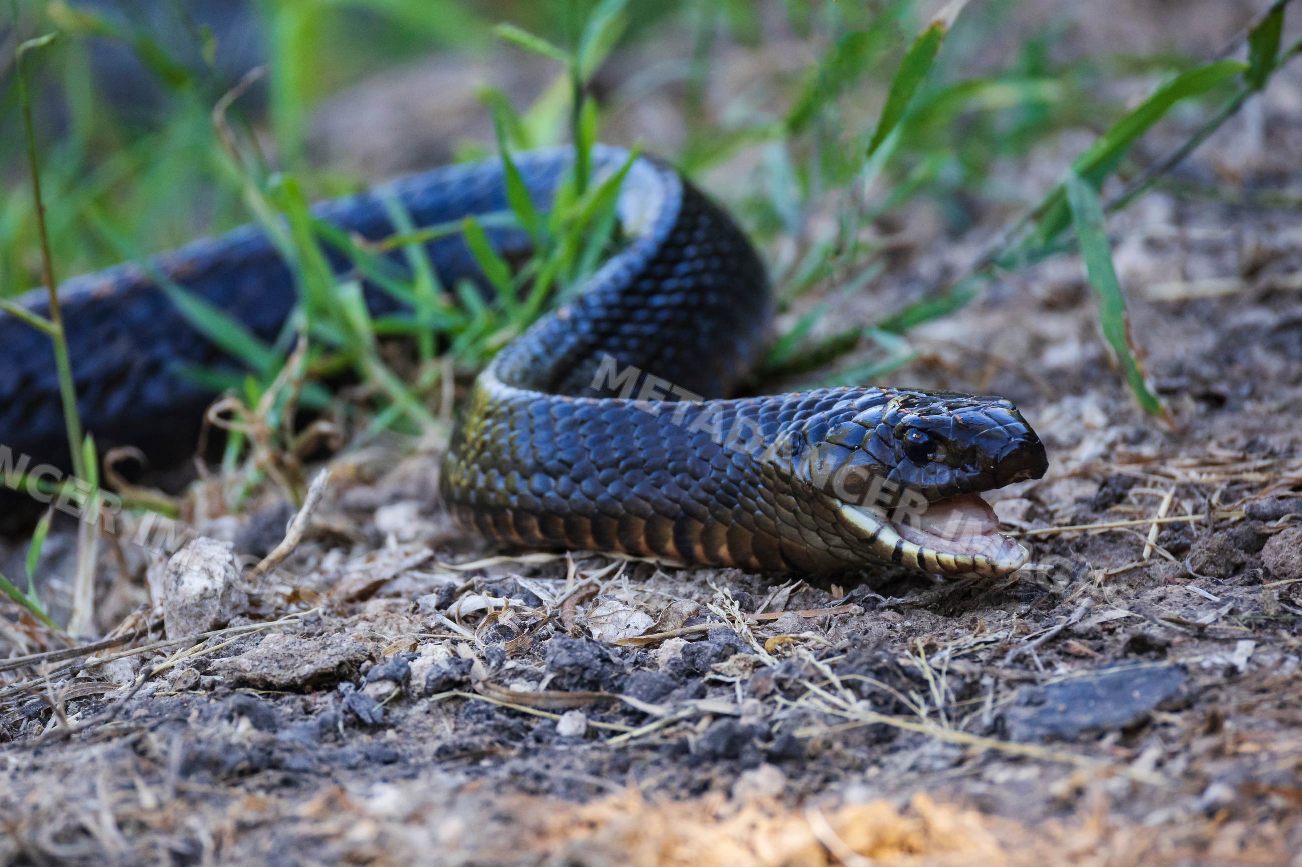 Indigo Snake on natural ground at santa clara ranch Texas
