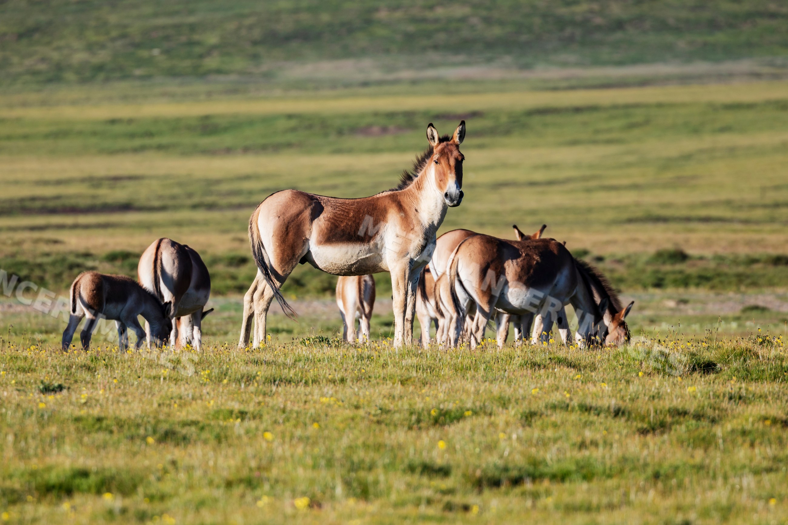 Kiang wild ass stallion guards its herd in tibetan grasslands
