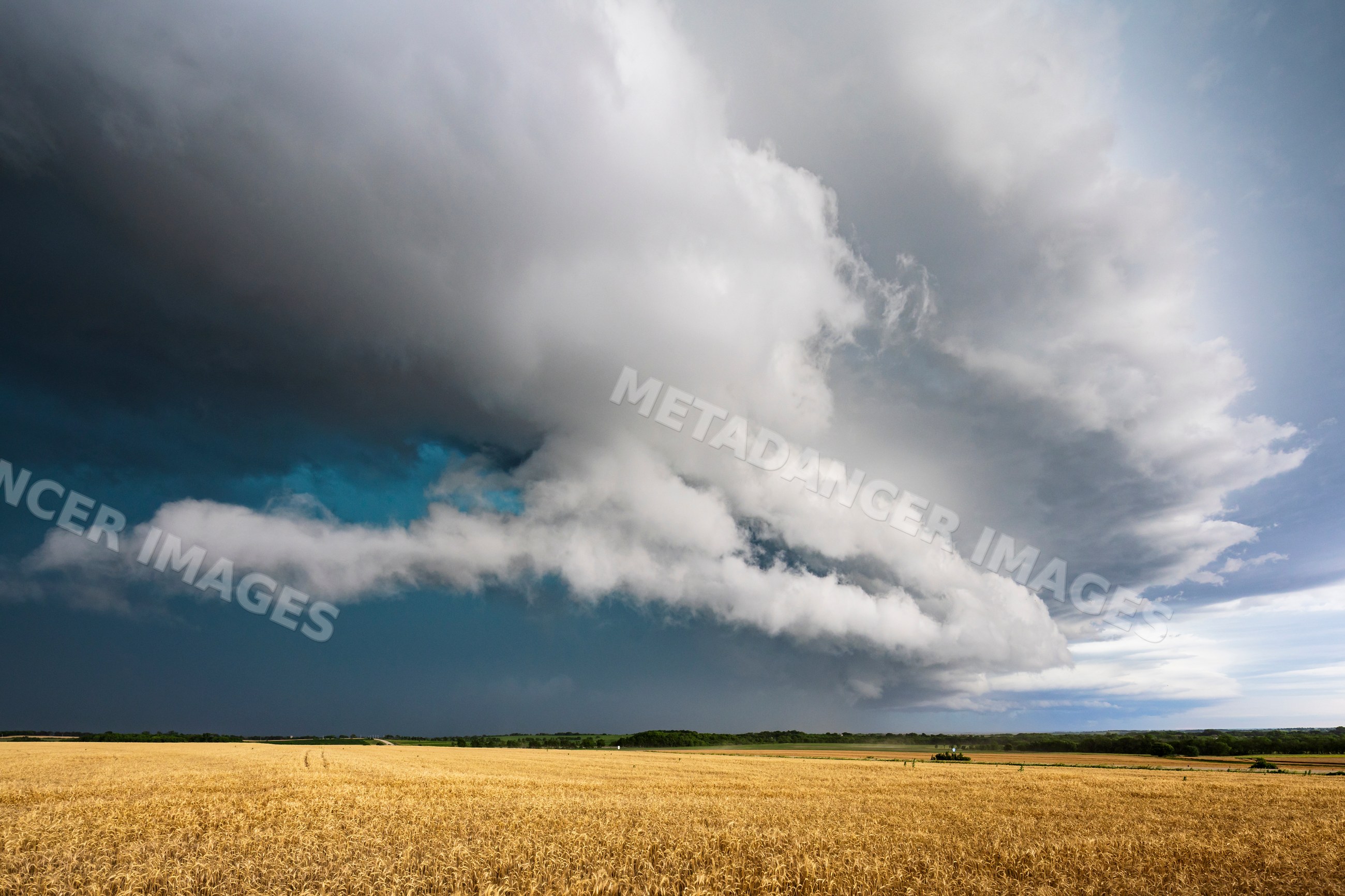 Supercell storm cloud over wheat field in leonardville kansas