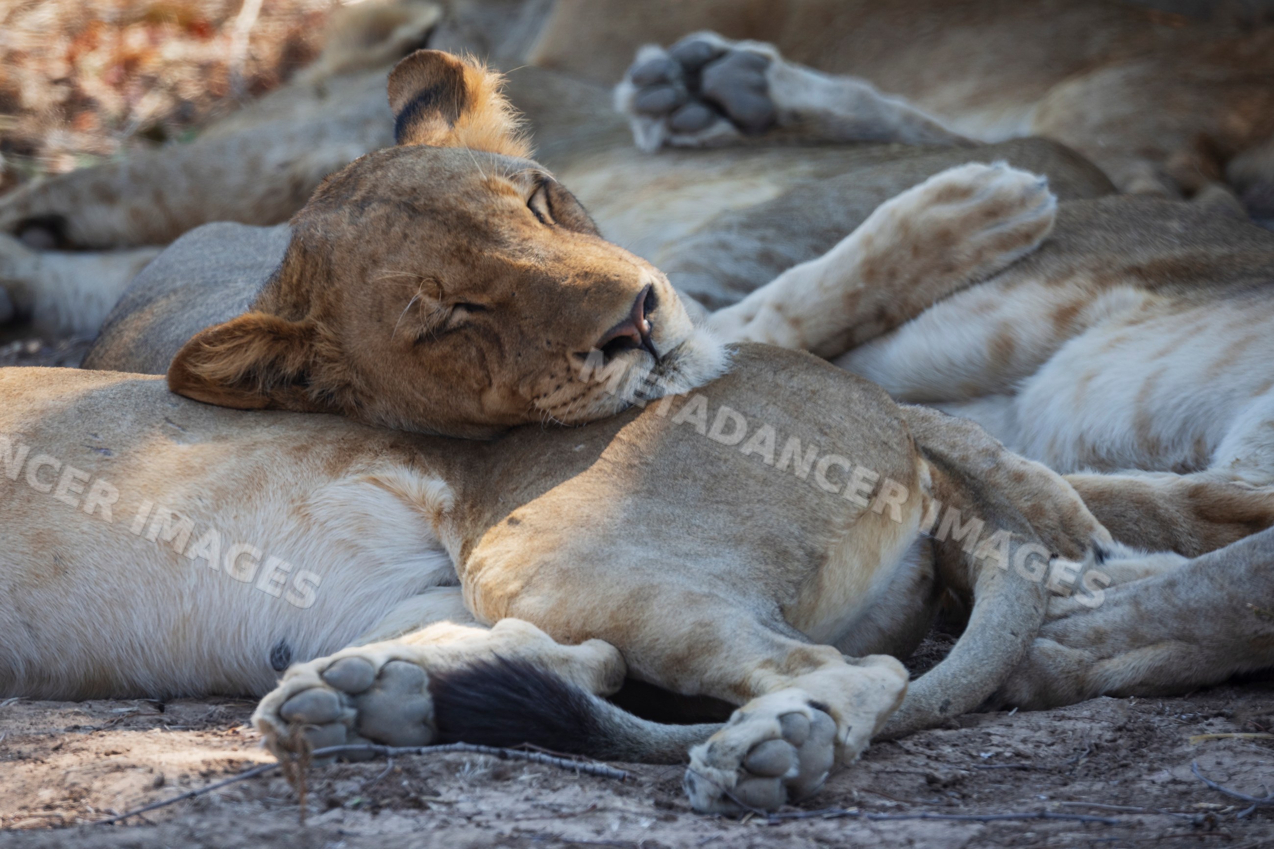 Lions resting together in South Luangwa national park Zambia