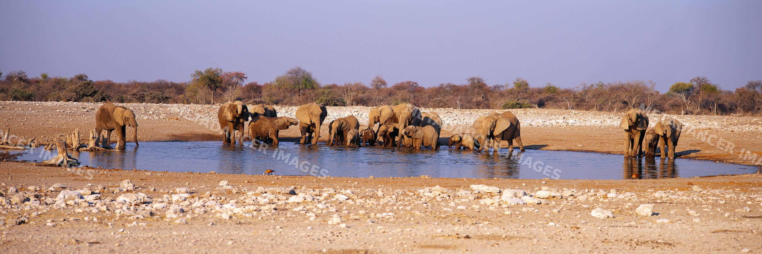 Elephants drinking water in namibia savanna