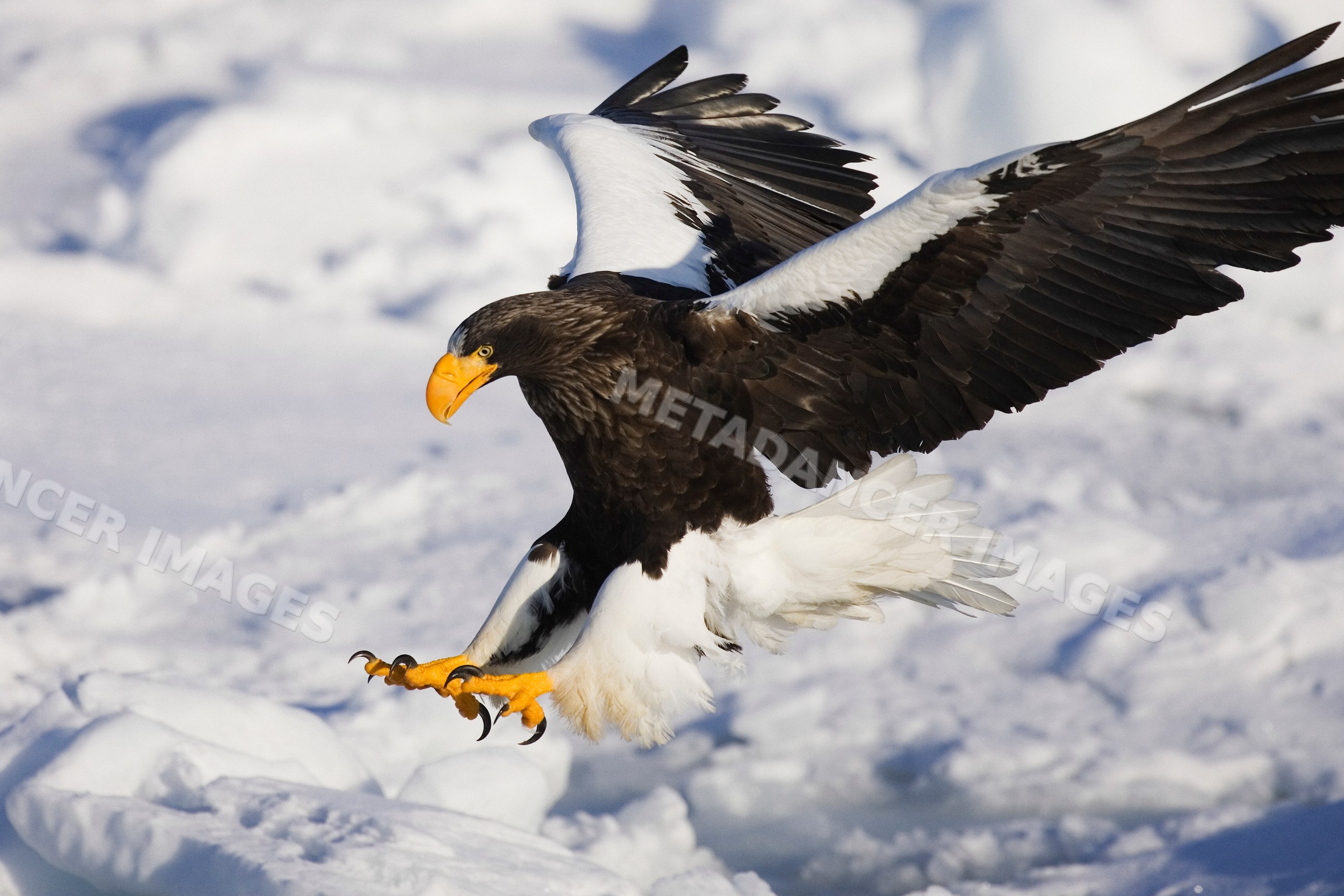 Steller's sea eagle landing on ice in snowy hokkaido, Japan