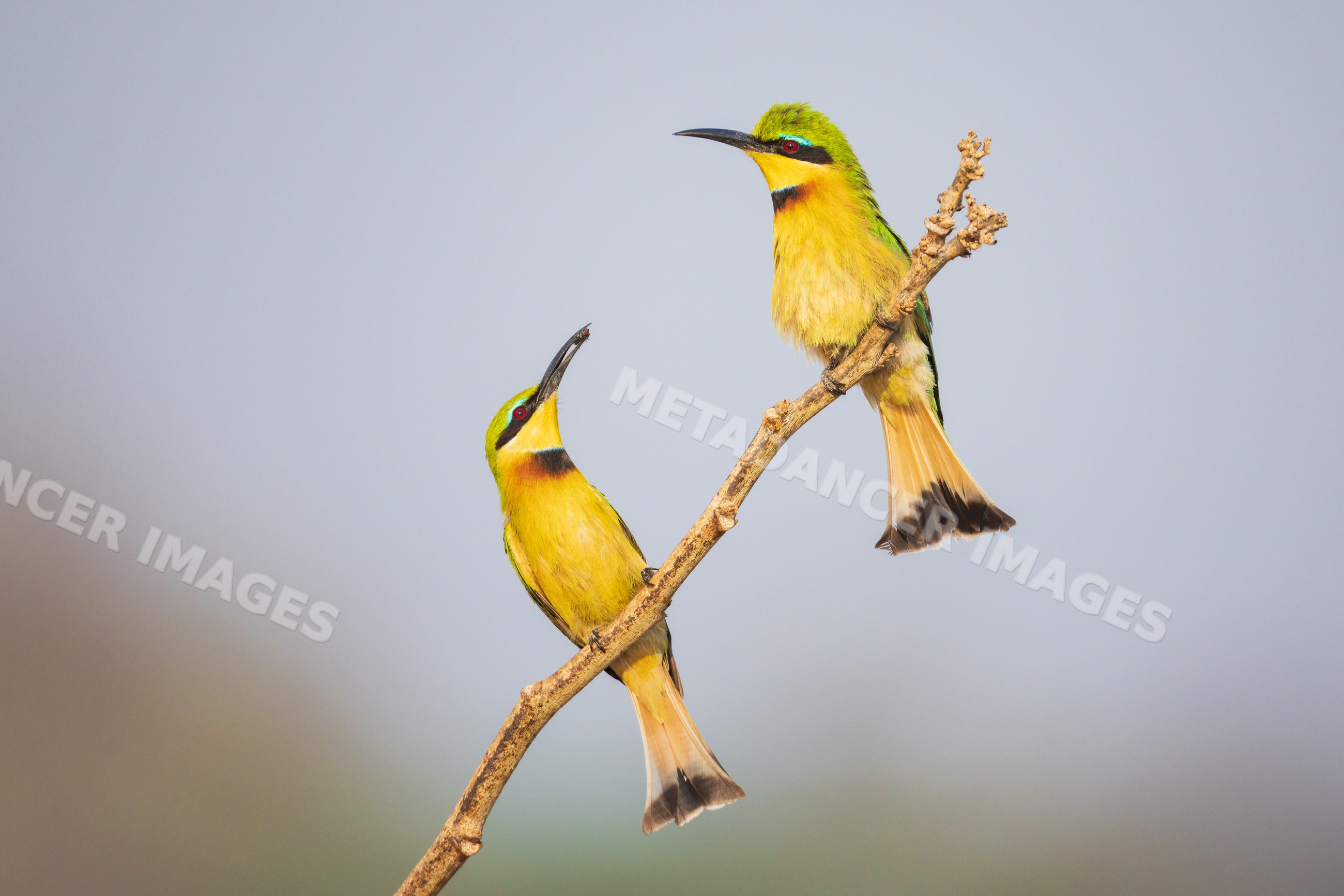 Little bee-eater offering a Fly to its mate on branch in a park