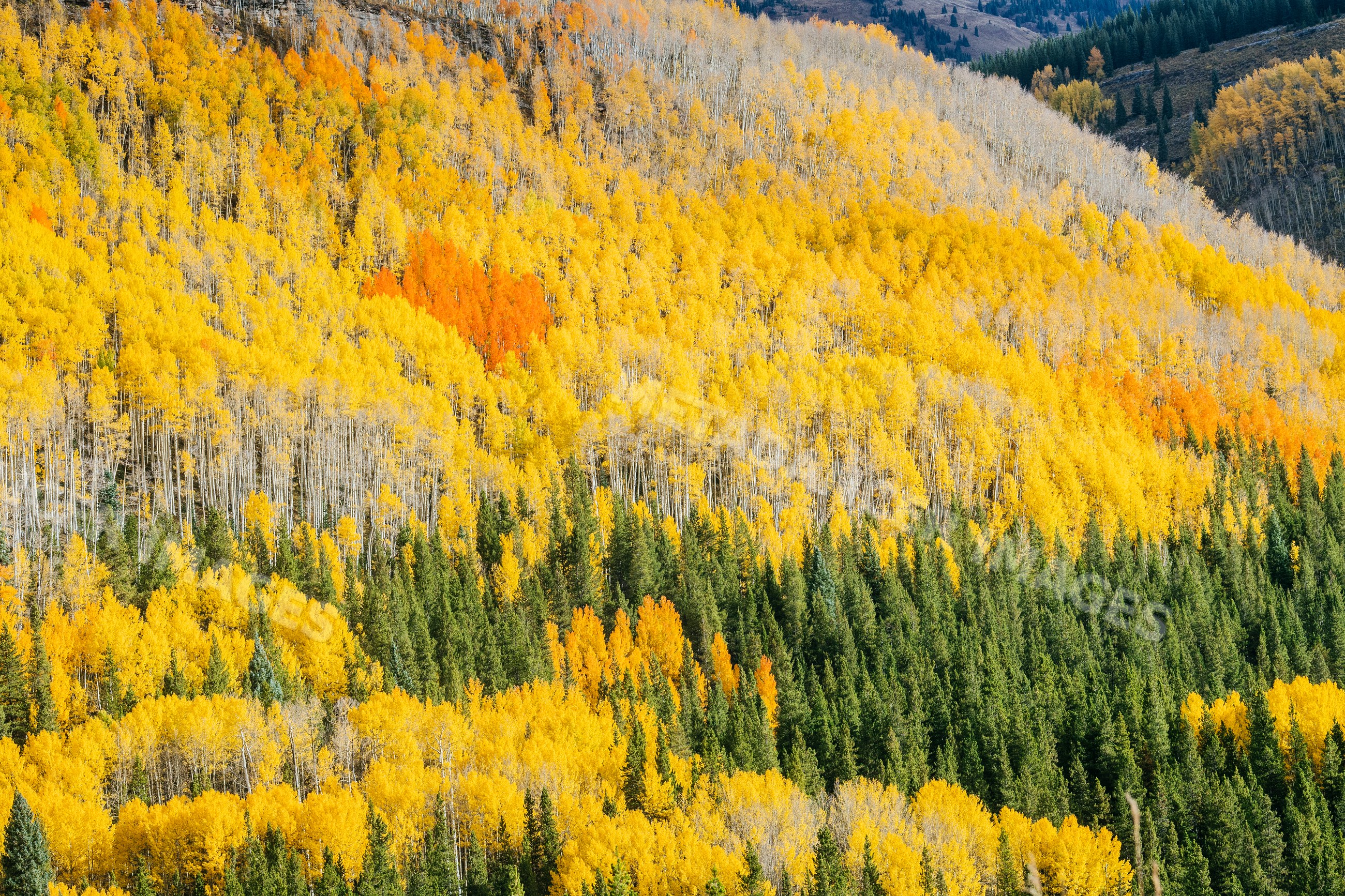Forest of aspen and evergreen trees with vibrant fall colors